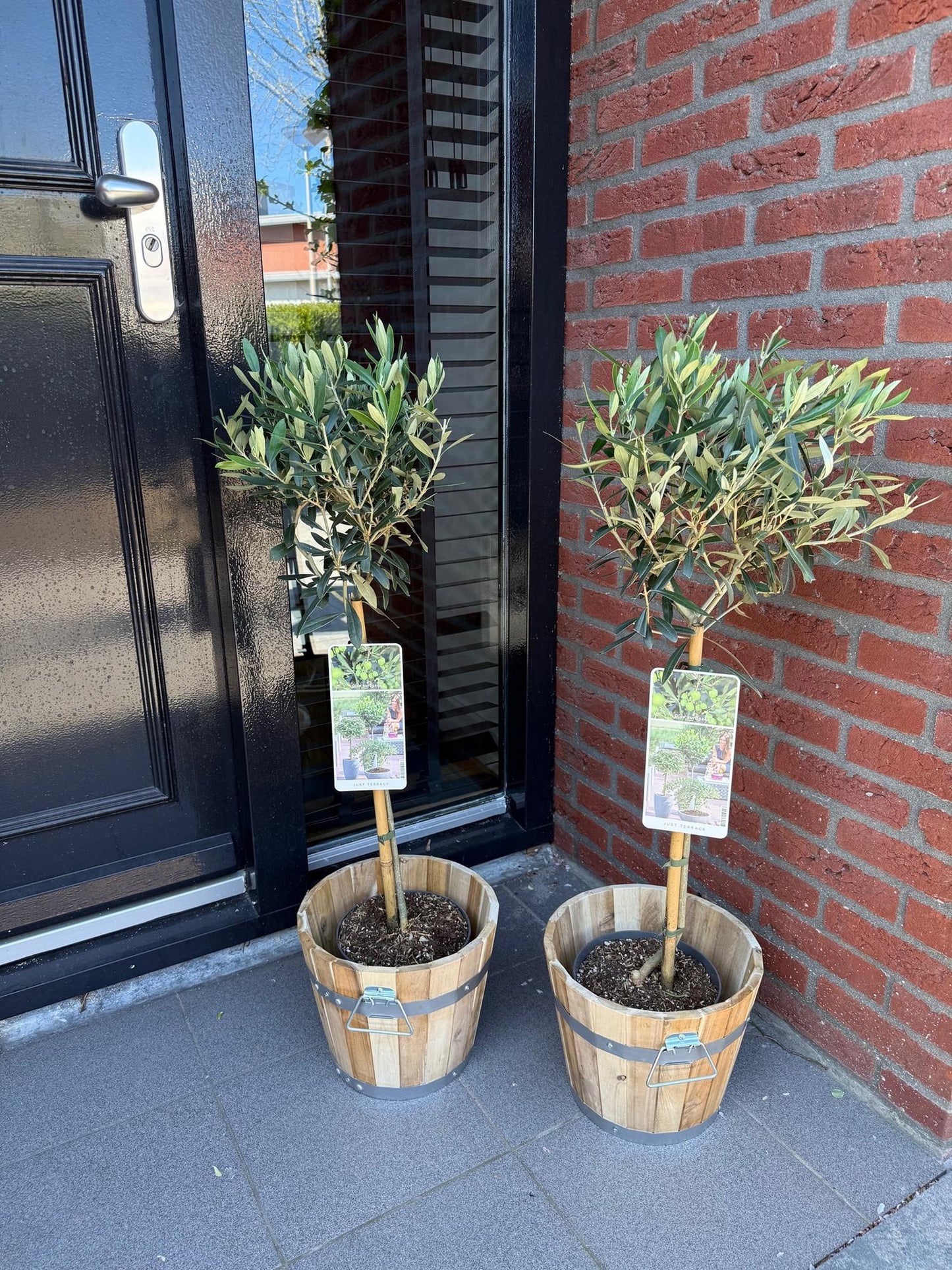 Garden plant - Olea Europaea - Plant on stem - Terrace plant - Leaf-bearing - Easy maintenance - Pot 19cm Height 90cm