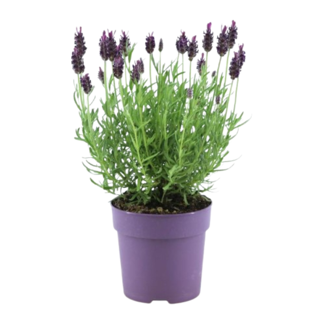 6x Lavandula stoechas Anouk® - 12 cm potte - Sæt med 6 franske lavendler