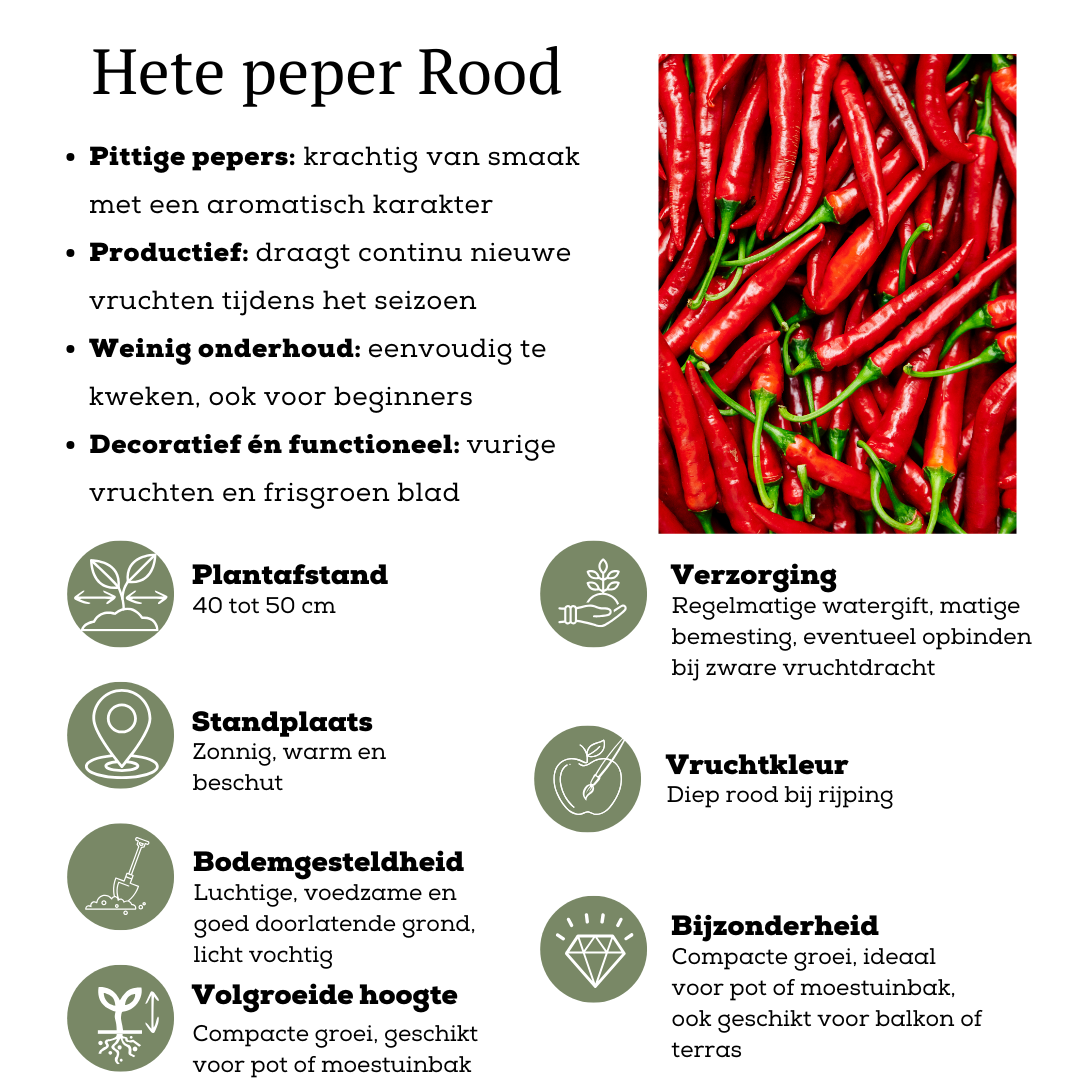 Rød høstgrøntsagsmix – 3 planter: Cherrytomat, rød snackpeber & rød chilipeber – Ø14 cm – Højde 45 cm