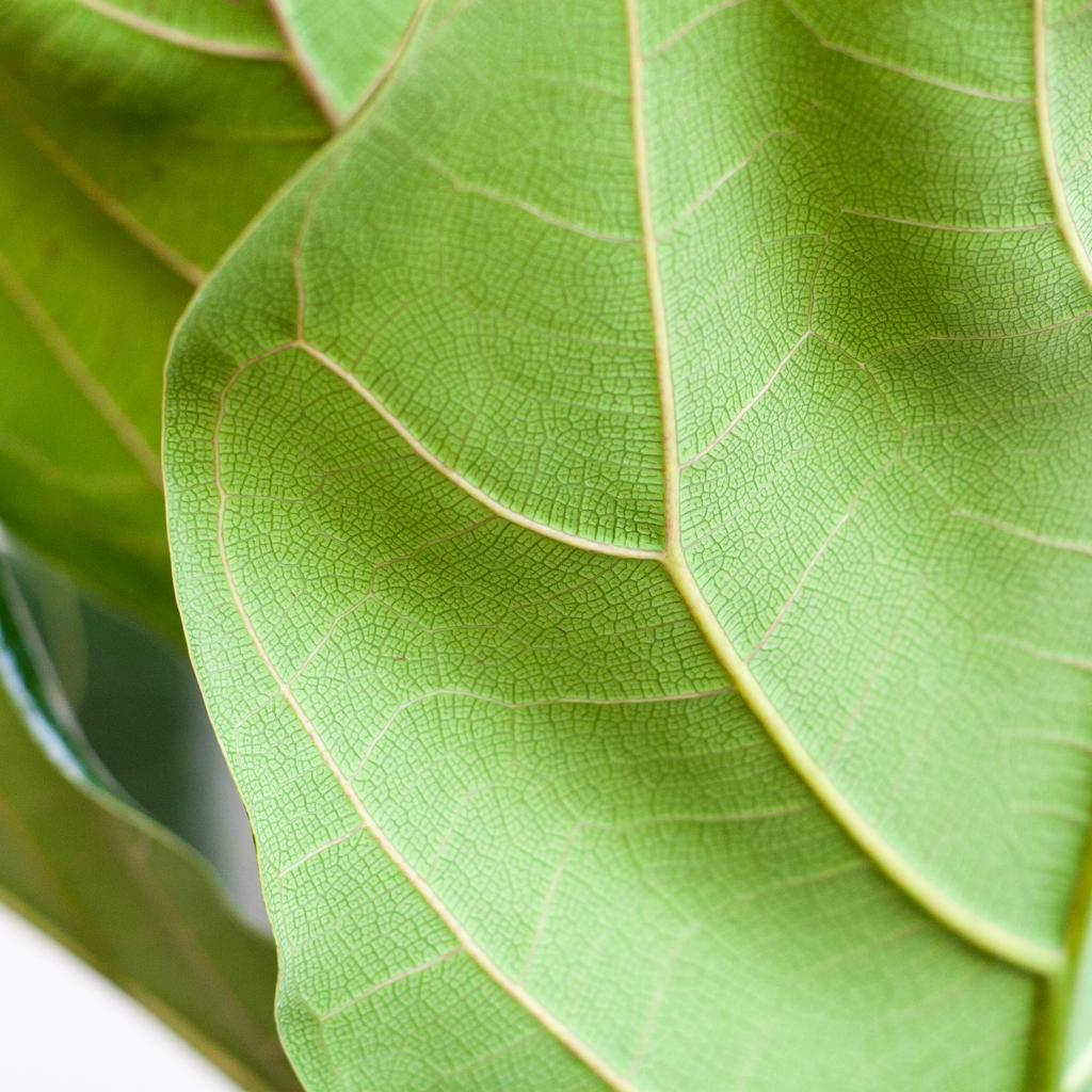 Ficus Lyrata med Viber gryde grå - 80cm - Ø21