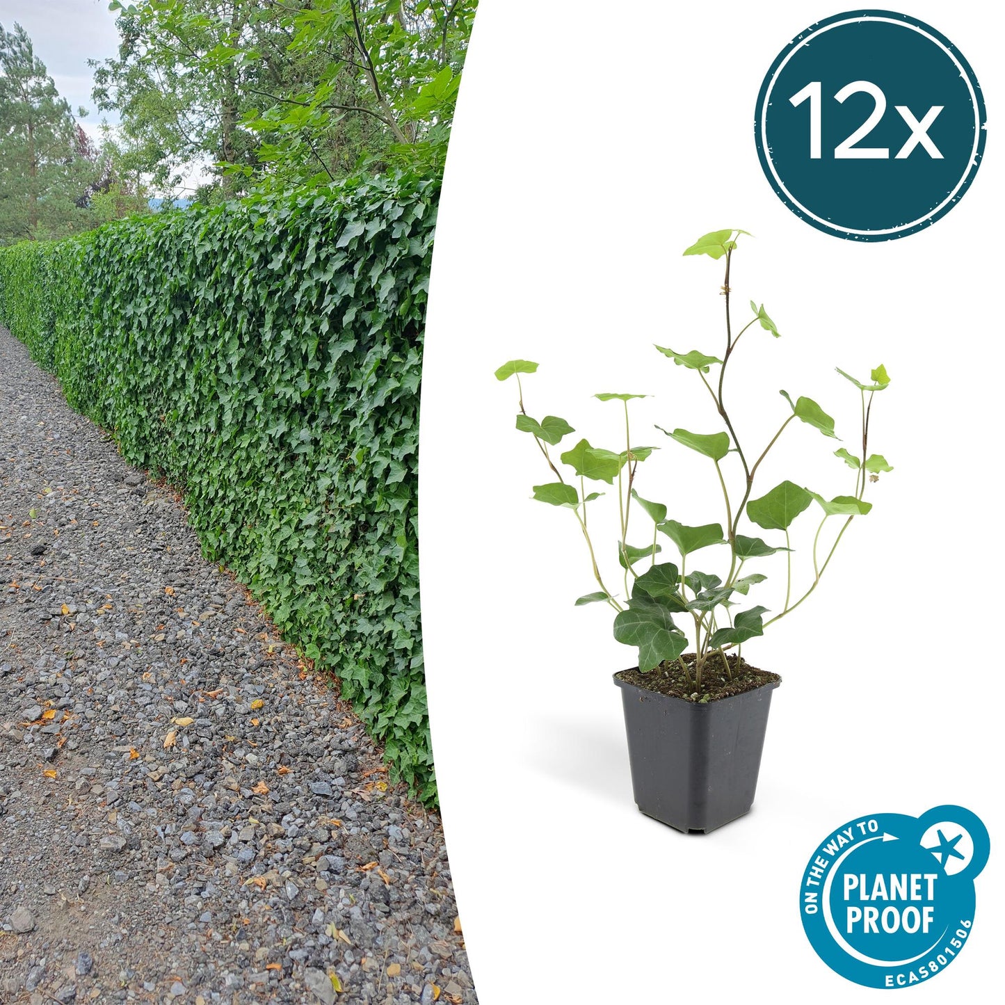 Hedera Hibernica 12x - ↕10-25cm - Ø9cm