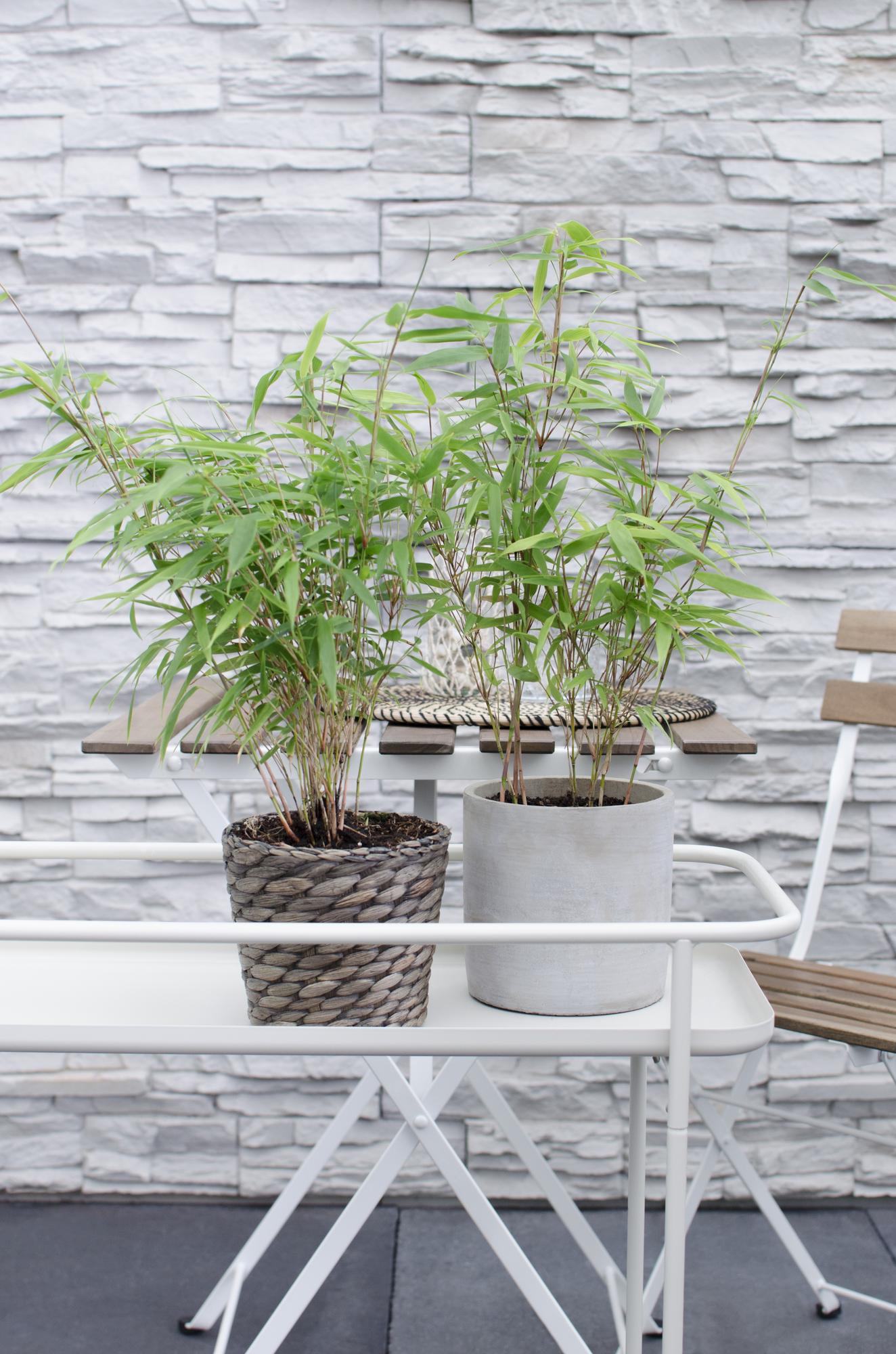 Fargesia rufa - Icke-invasiv bambu - Ø29cm - ↕80cm - Ø14 - ↨40cm