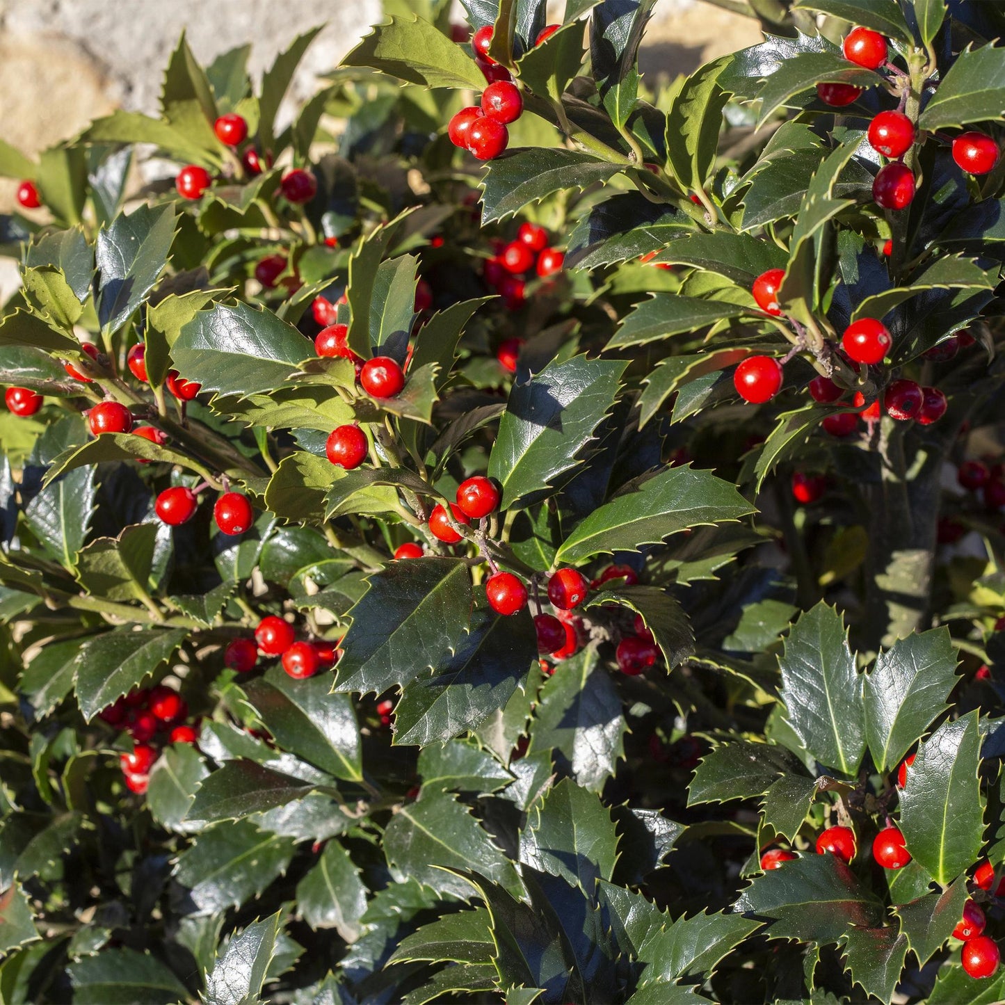 Tuinplante - Ilex Meserveae Blue Maid - Plante På Stamme - Terrasseplante - Løvfældende - Let Vedligehold - Potte 19cm - Højde 90cm