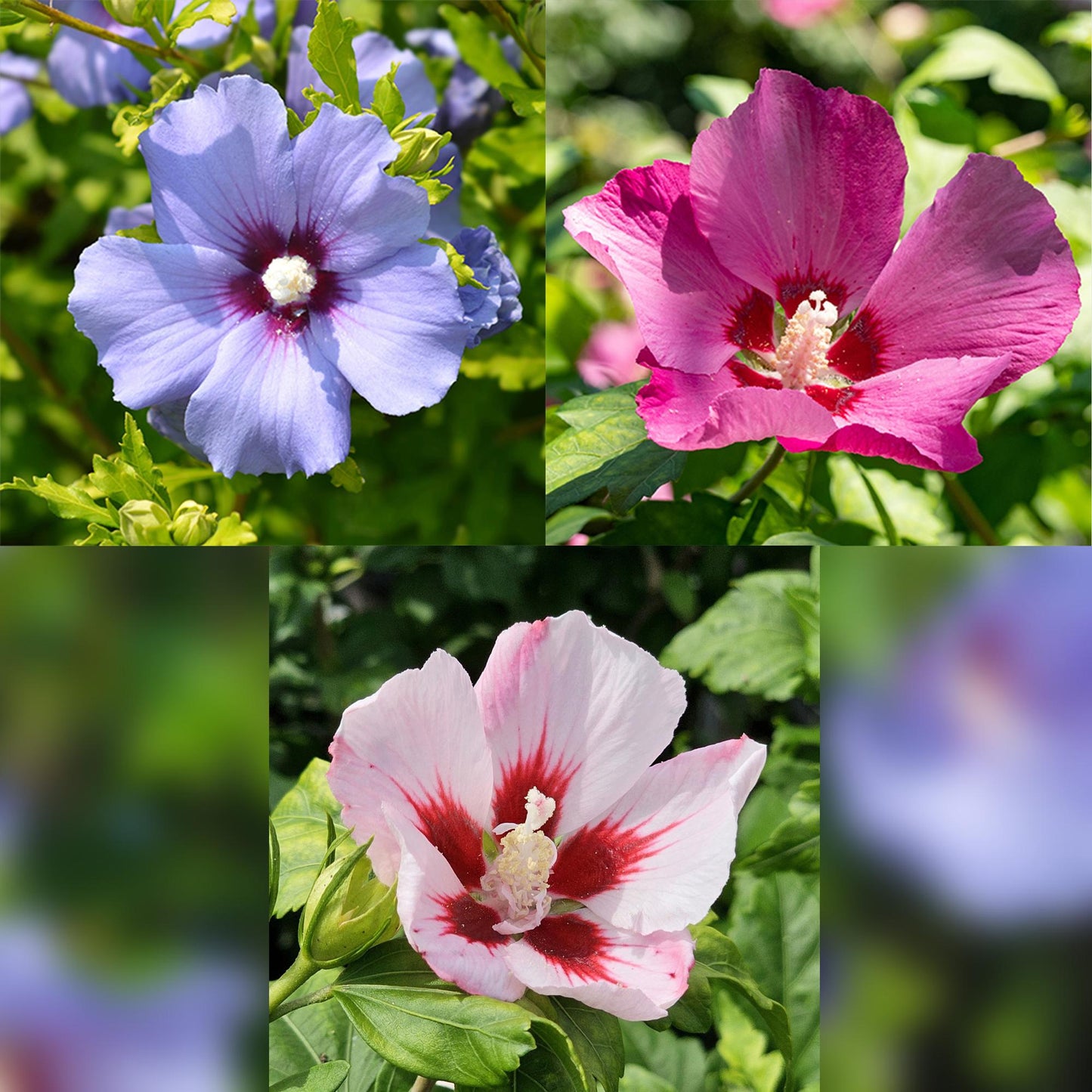 Hibiscus syriacus Tricolour – Stjälkväxt – Uteplatsväxt – Lövfällande – Lättskött – Kruka Ø19 cm Höjd 90 cm