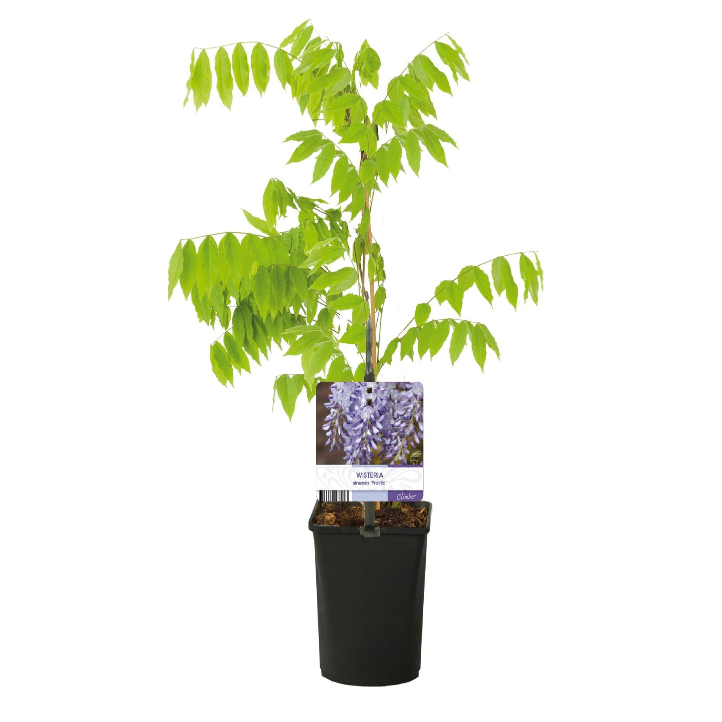 Blue Rain - Wisteria floribunda Prolific - Flower Blue - 1 plante - Potte 11cm Højde 40cm