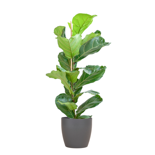 Ficus Lyrata med Viber gryde grå - 80cm - Ø21