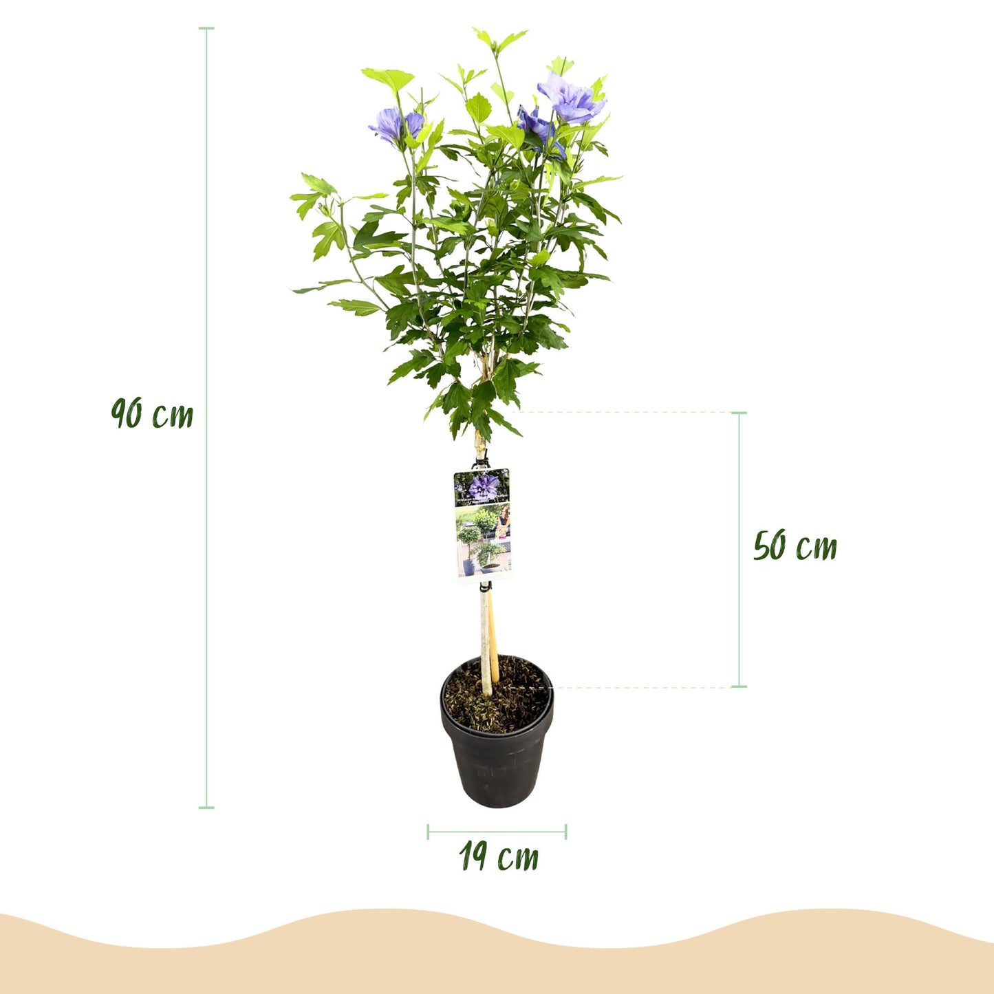 Garden Plant - Hibiscus Syriacus Blue Chiffon® - Plant on Stem - Patio Plant - Deciduous - Easy Maintenance - Pot 19cm - Height 90cm
