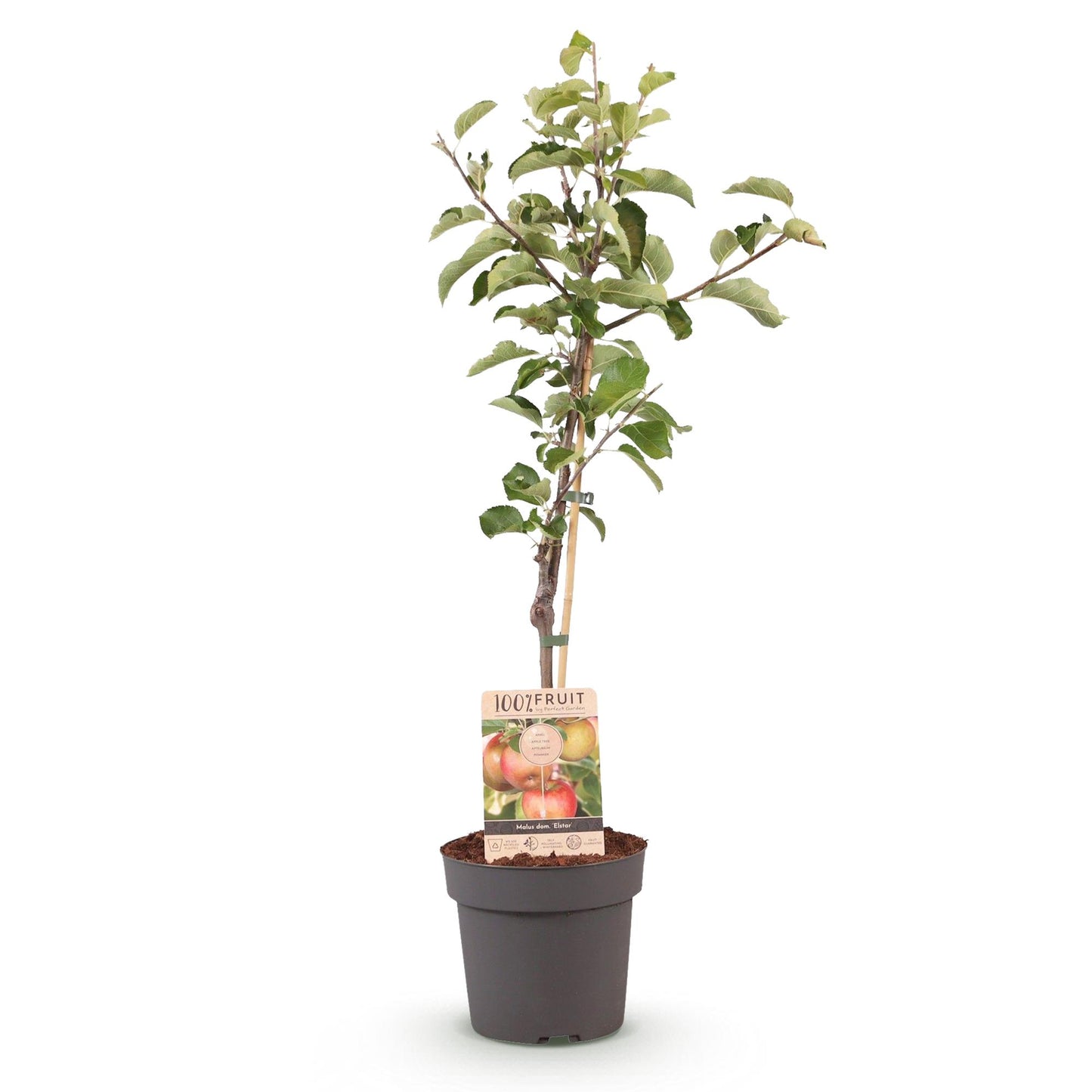 Frugtplante - Appeltræ - Malus domestica Elstar - Rød-grøn Appel