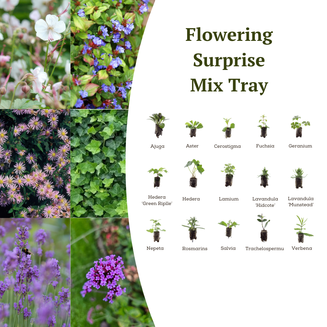 Mix Tray – 12 Plugs | Lad Dig Overraske Af En Farverig Planteblanding!