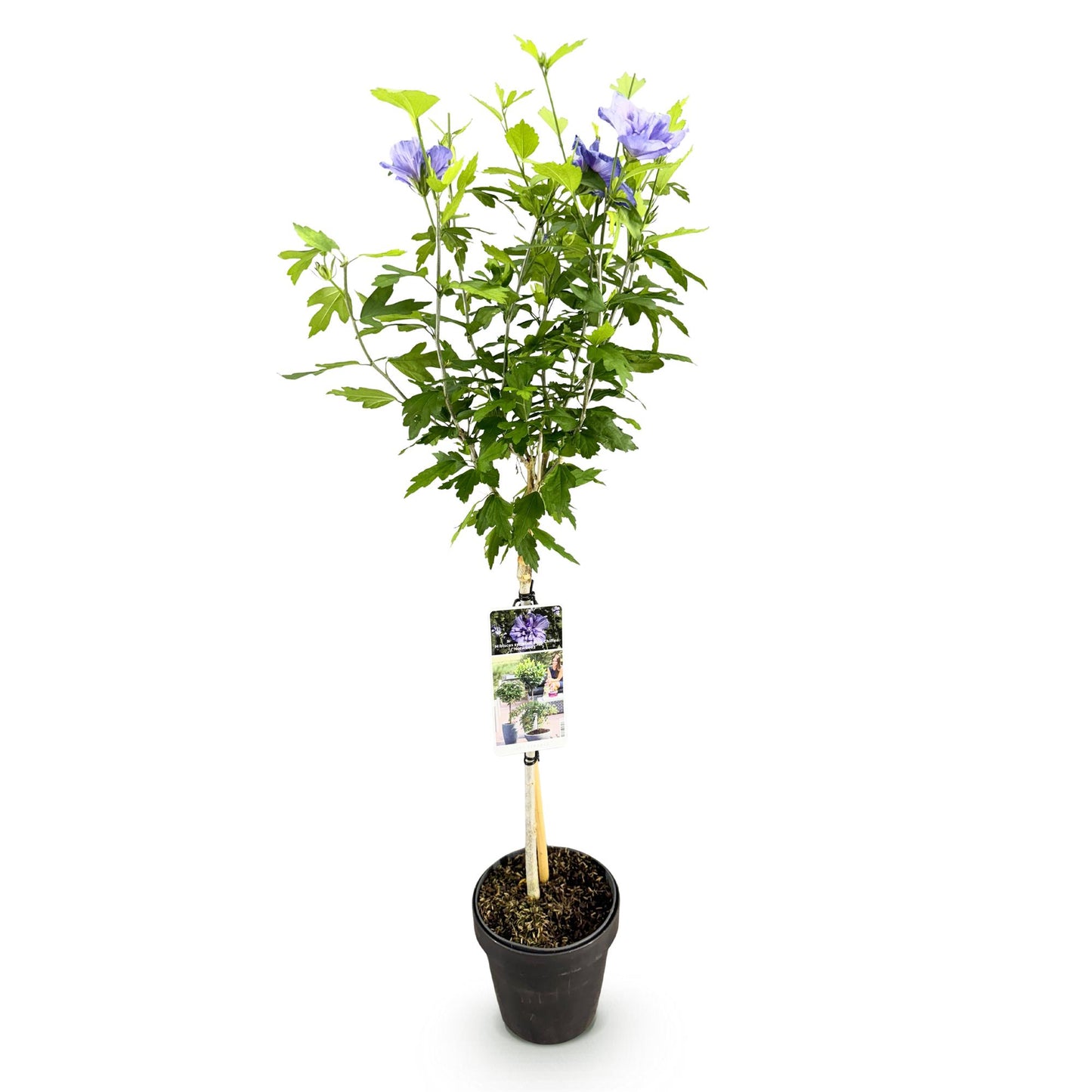 Garden Plant - Hibiscus Syriacus Blue Chiffon® - Plant on Stem - Patio Plant - Deciduous - Easy Maintenance - Pot 19cm - Height 90cm