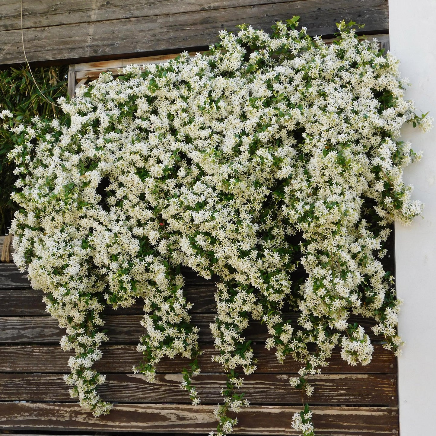 Trachelospermum jasminoides – Tuscan jasmine – 2 plants – Green leaves – White flowers – Pot Ø11 cm – Height 40 cm