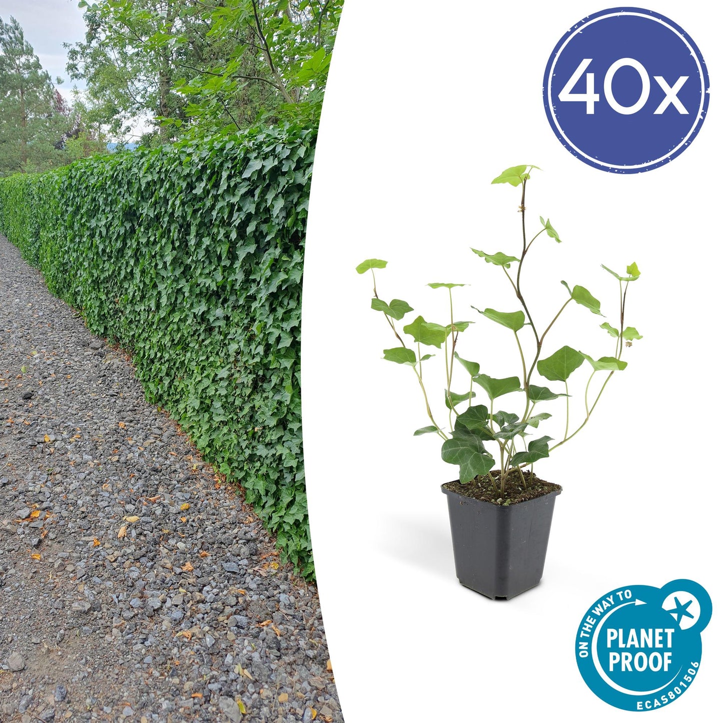 Hedera Hibernica 40x - ↕10-25cm - Ø9cm