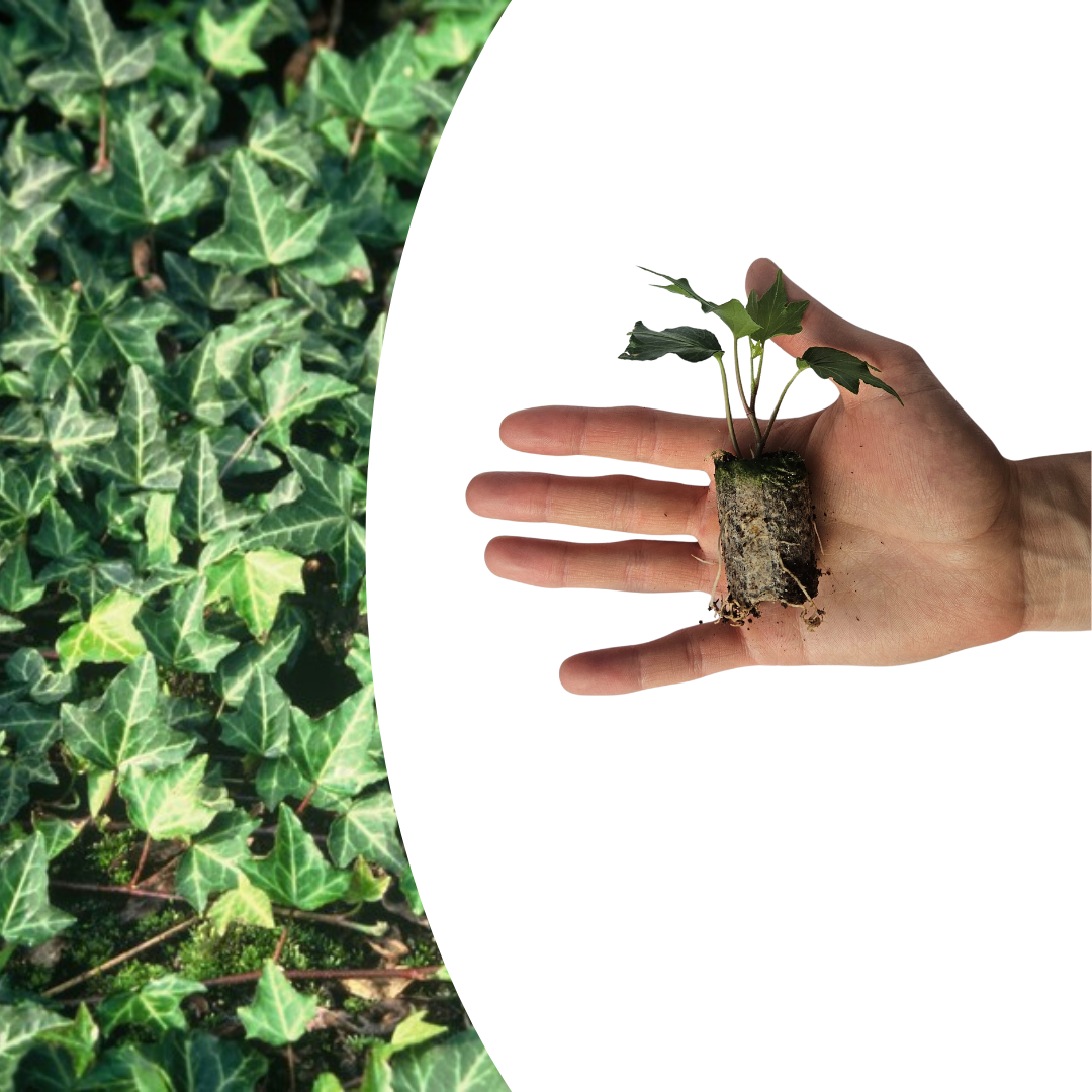 Hedera 'Green Ripple' – 6 Plugs | Grow and Enjoy the Beautiful Climbing Plant