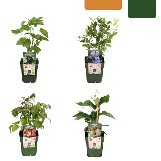 Summer Fruits" BIO Frugtplanter Mix Sæt med 4 forskellige typer