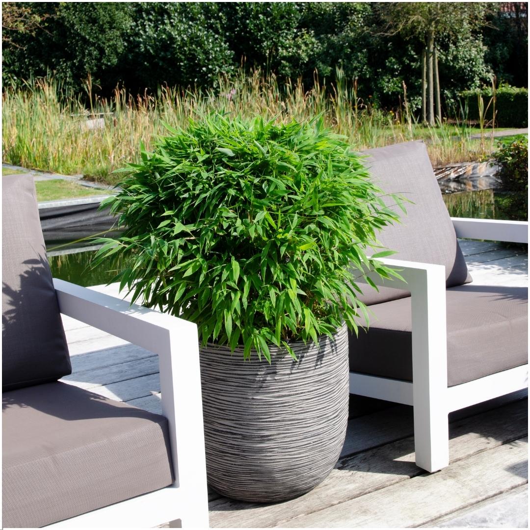 Fargesia moontears 'Boobux XL - Ø 29 cm - ↨ 70 cm