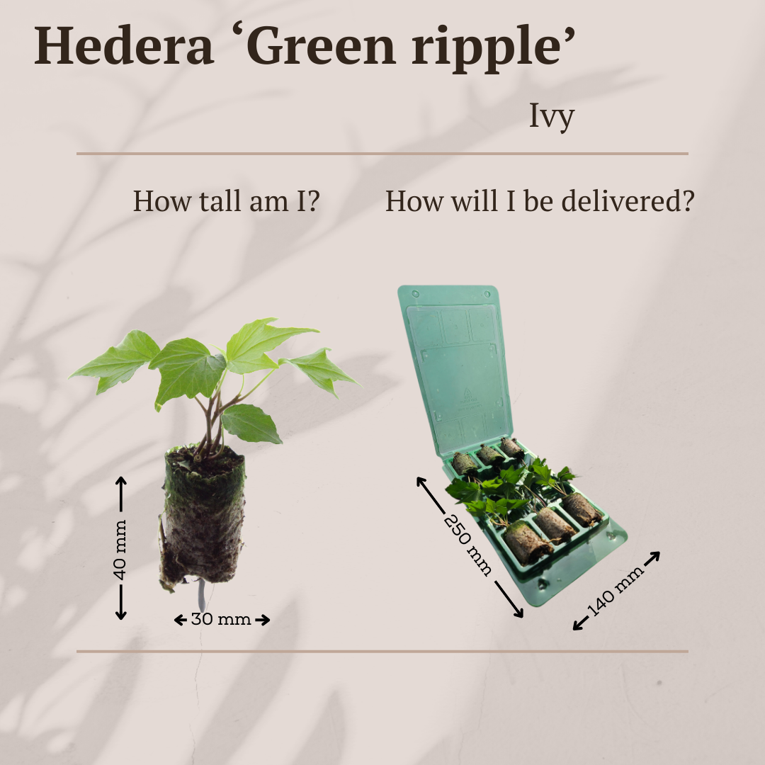 Hedera 'Green Ripple' – 6 Plugs | Grow and Enjoy the Beautiful Climbing Plant