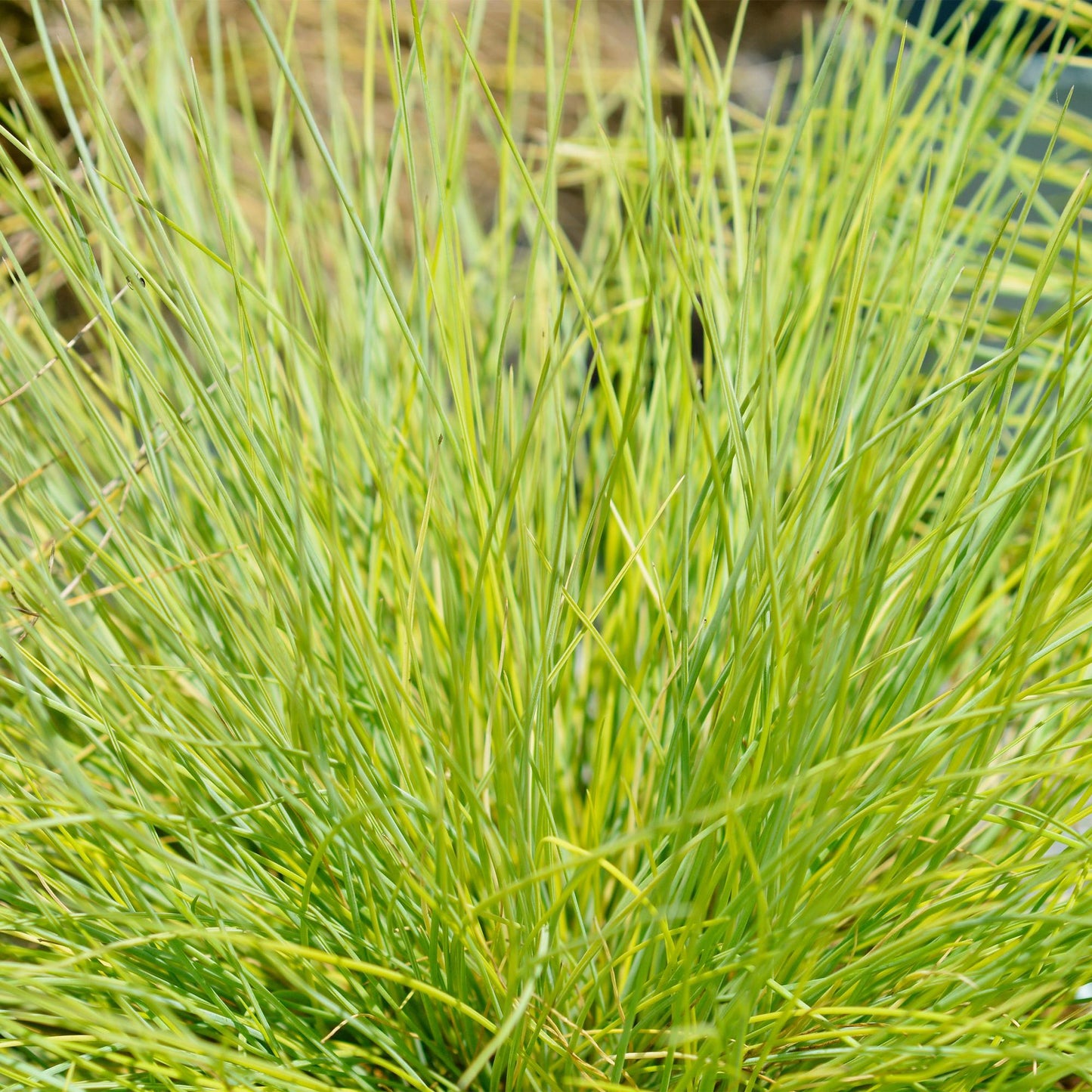 Sivgræs - Festuca glauca Golden Toupee - Gul - 4 Planter - Bladholdende - Let Vedligeholdelse - Potte 17cm Højde 50cm