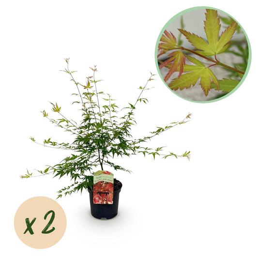 Terrasplante - Japansk Ahorn - Acer palmatum Pink Dwarf - Rosa - 2 Plante - Bladfaldende - Potte 19cm - Højde 70cm