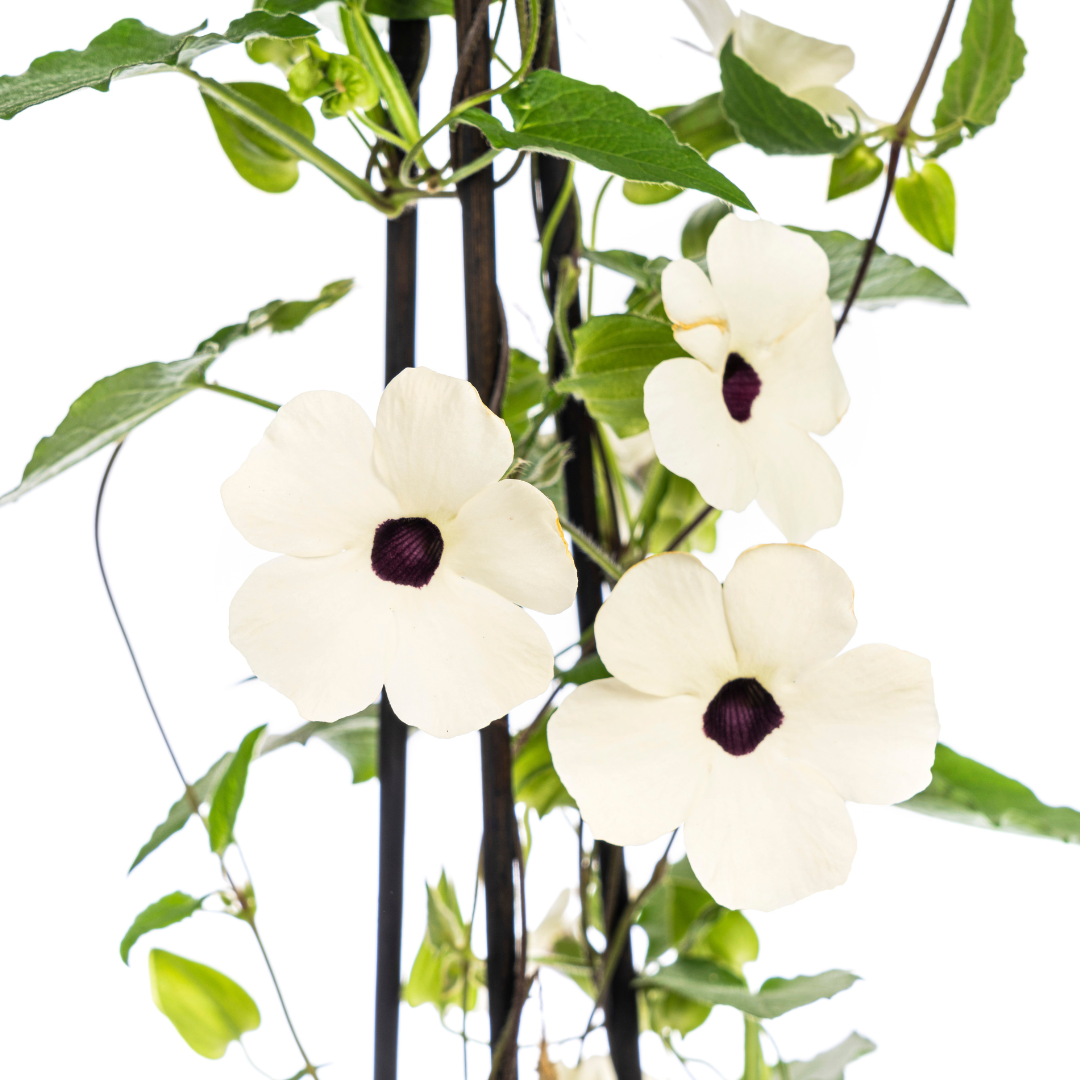 Thunbergia alata Sunny Susy White Ø13 cm - ↕60 cm