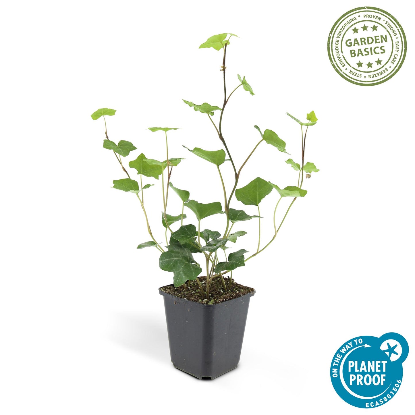 Hedera Hibernica 20x - ↕10-25cm - Ø9cm