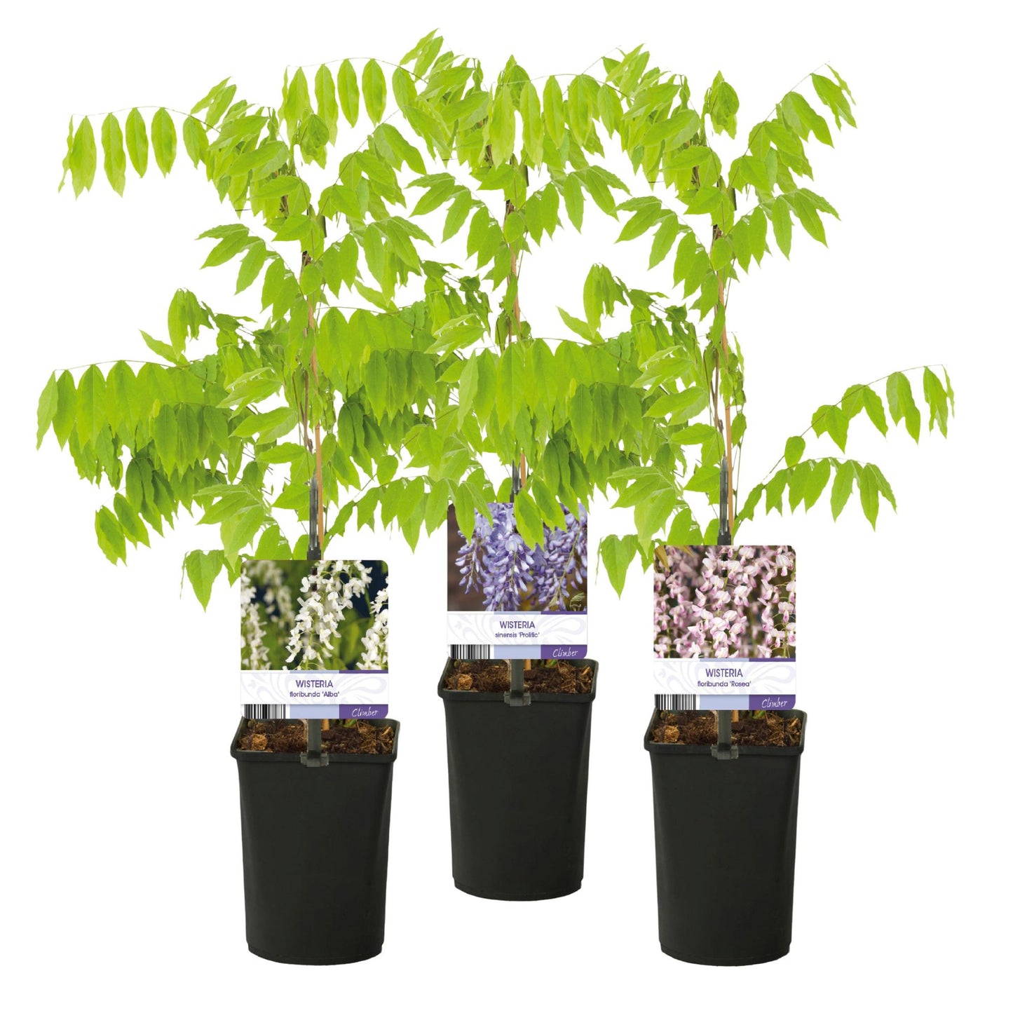 Blue Rain - Wisteria floribunda Tricolor - Blomster Blå Pink Hvid - 3 planter - Potte 11cm Højde 40cm