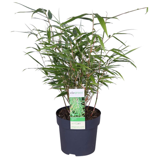 Fargesia rufa - Non-invasive bamboo - Ø29cm - ↕80cm - Ø14 - ↨40cm