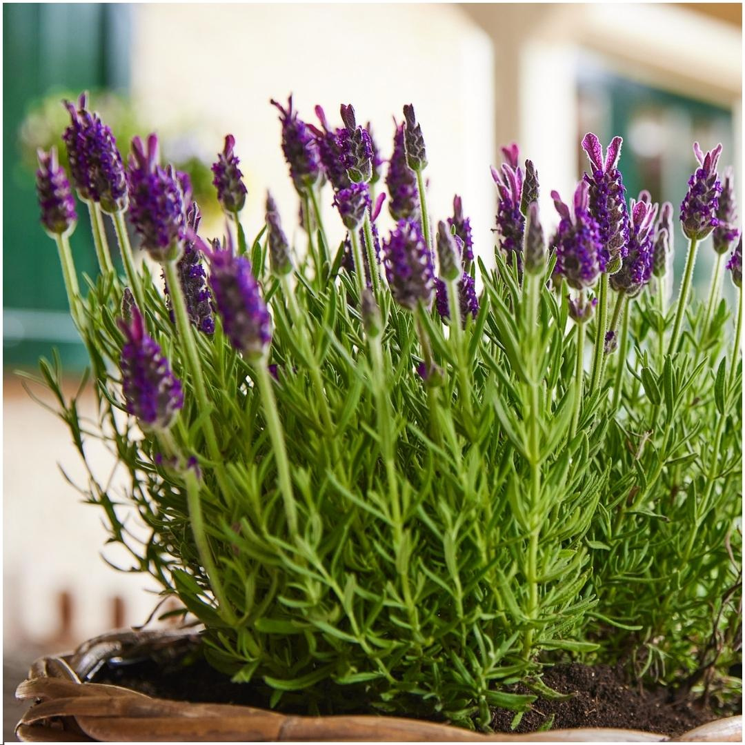 6x Lavandula stoechas Anouk® - 12 cm potte - Sæt med 6 franske lavendler