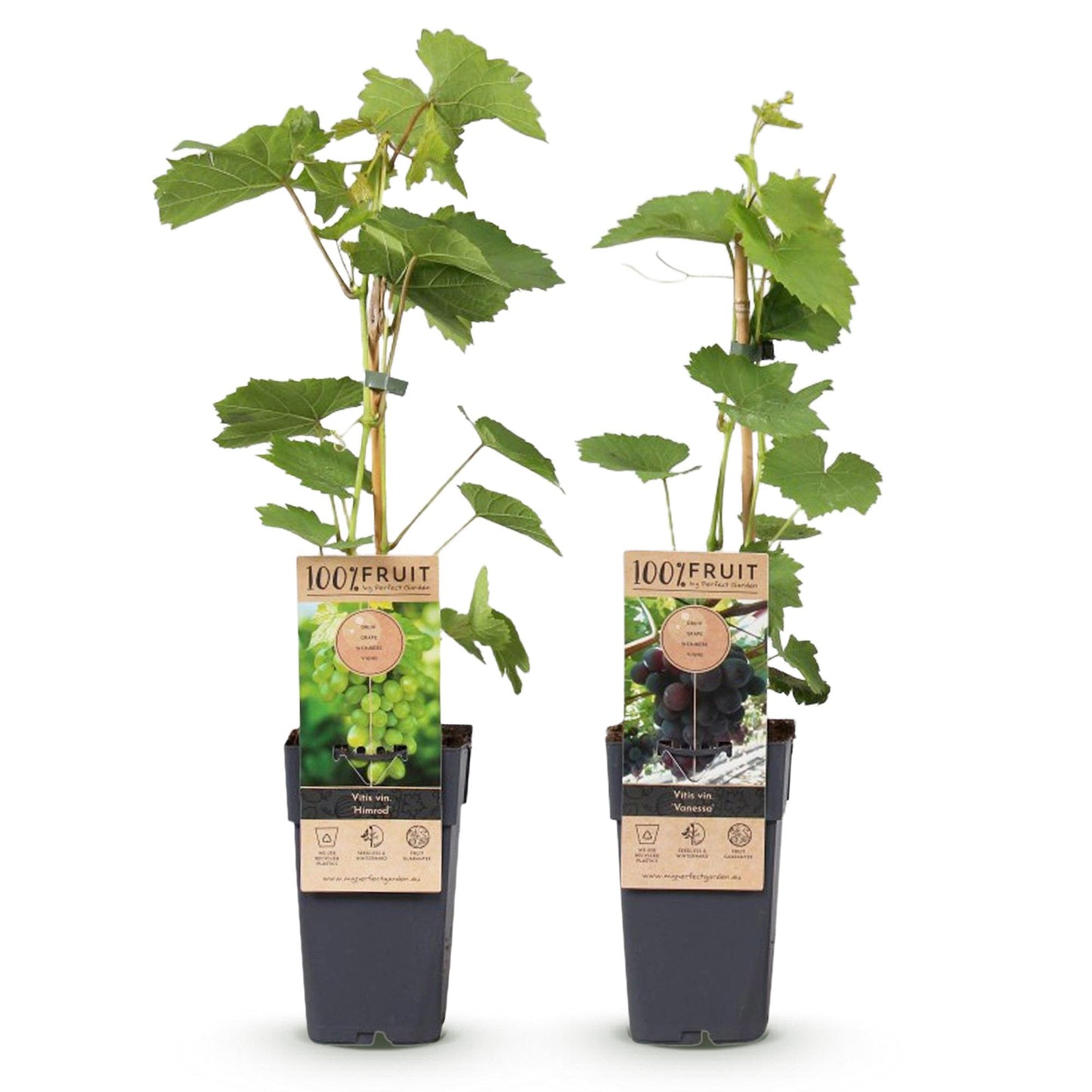 Fruit Plant - Purple & White Grapes - Vitis vinifera Vanessa & Himrod - Stone Free - 2 Plants - Pot Ø15 cm Height 50 cm