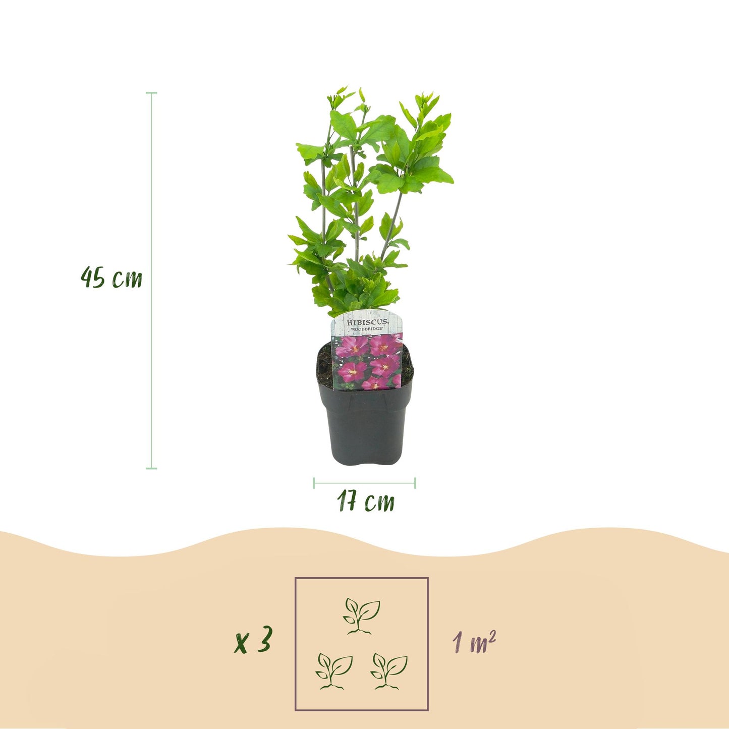 Hibiscus syriacus 'Tricolour' – 3 stk. løvfældende buske med blomster i pink, hvid og blå – Lav vedligeholdelse – Pot Ø17 cm – Højde 45 cm