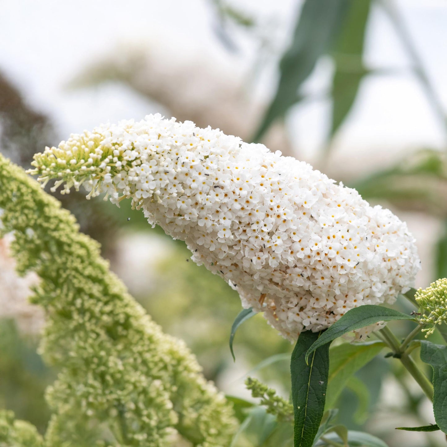 Fjärilsbuske - Buddleja davidii Vit överflöd - Blommor vita - 1 planta - Lövfällande - Fjärilslockande - Kruka 17 cm Höjd 25 cm