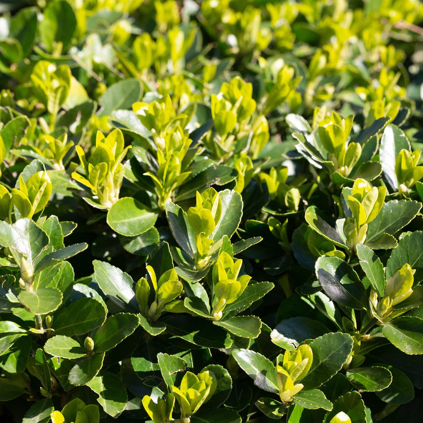 Häckväxt – Euonymus japonicus Grön Grodd – 8 Plantor – 1 Löpmeter – Vintergrön – Kruka 9 cm – Höjd 20-25 cm