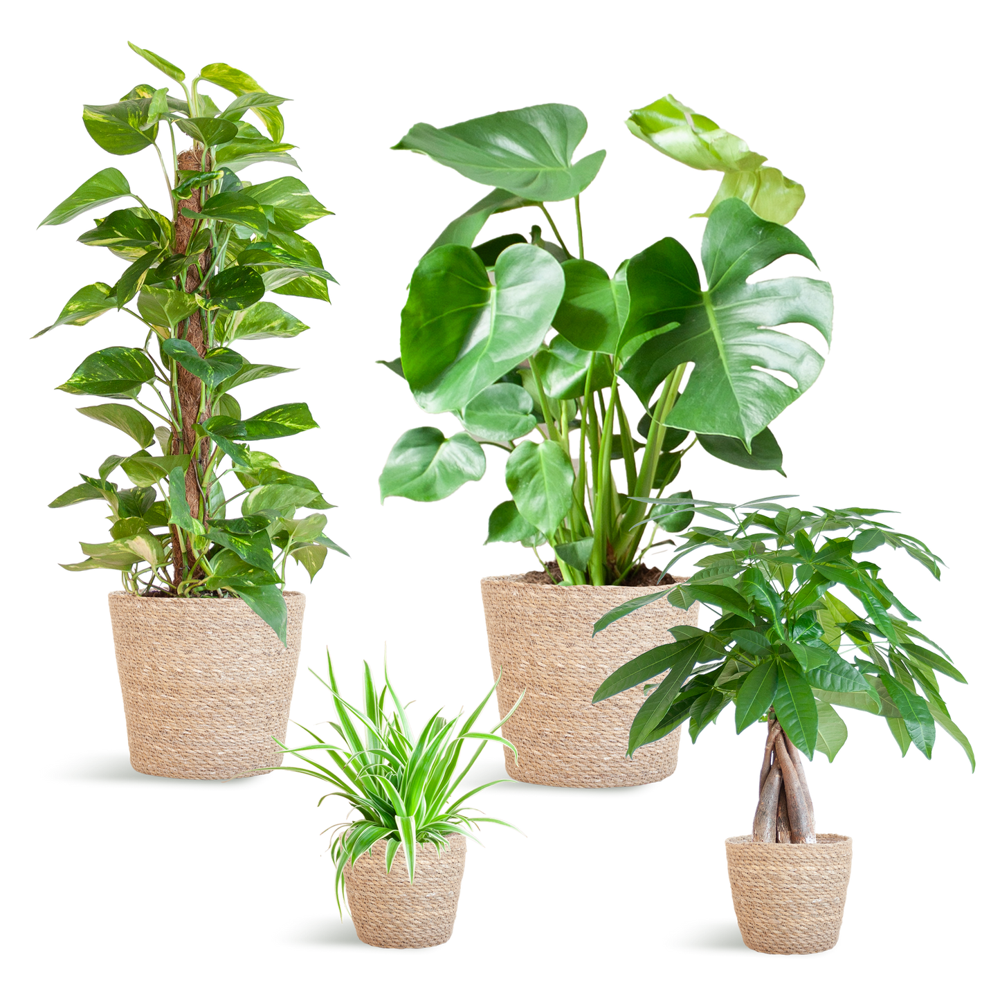 Plejevenlig Plantekasse - medium - med kurv Sofia