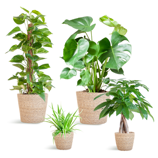 Plejevenlig Plantekasse - medium - med kurv Sofia