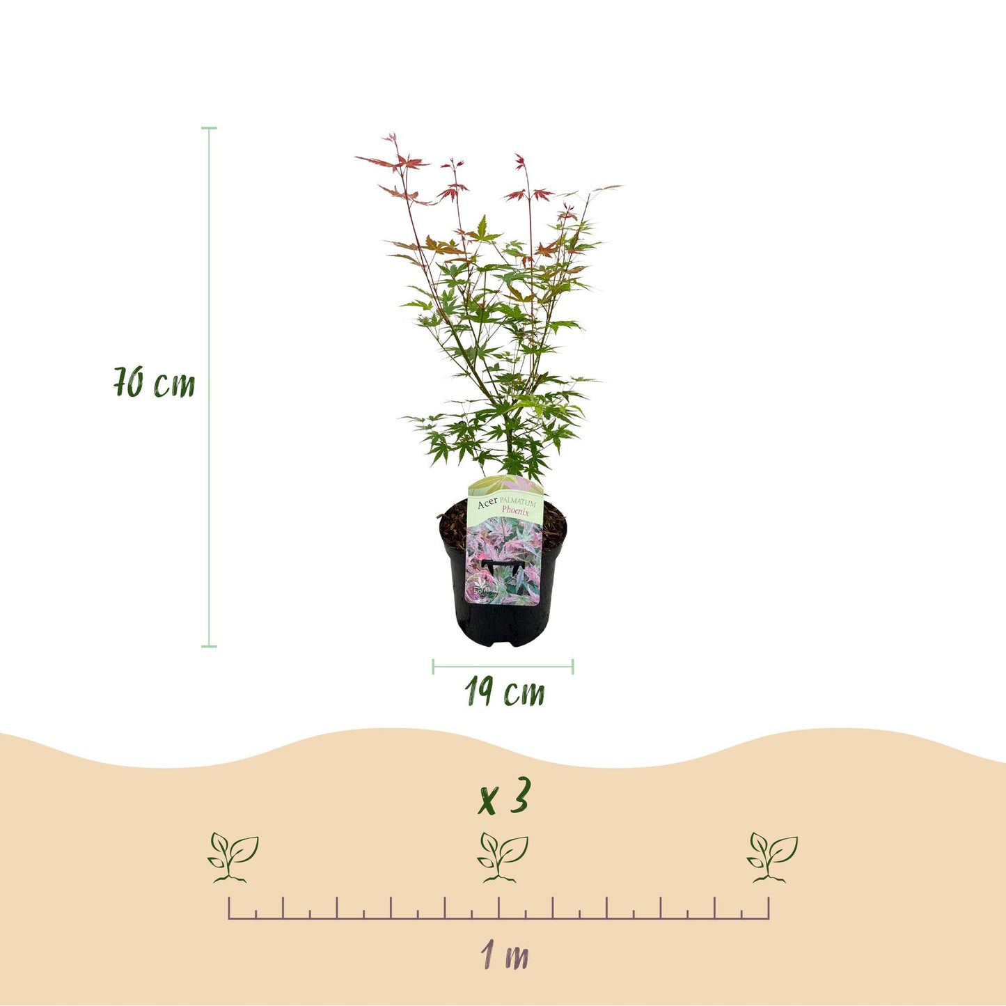 Terrasseplante – Japansk Løn 'Acer palmatum Phoenix' – Pink – 1 Plante – Løvfældende – Pot Ø19 cm – Højde 70 cm