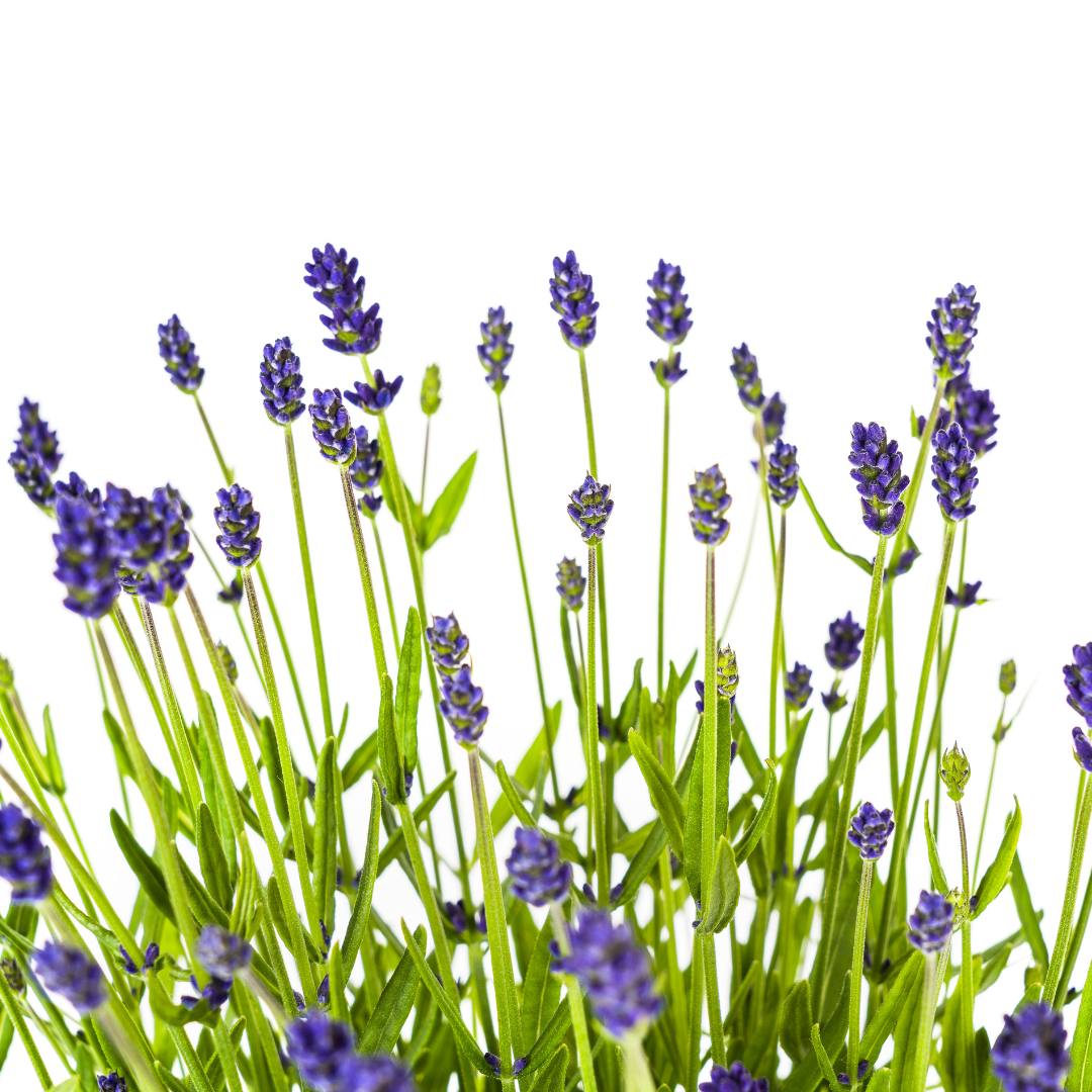 Lavandula angustifolia 2X Ø19cm - Height 40-50cm: