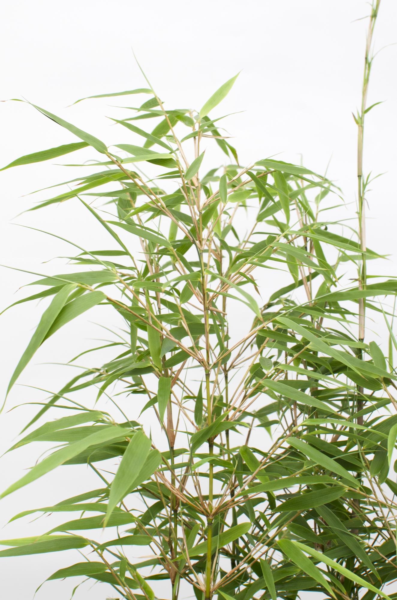 Fargesia rufa - Icke-invasiv bambu - Ø29cm - ↕80cm - Ø14 - ↨40cm