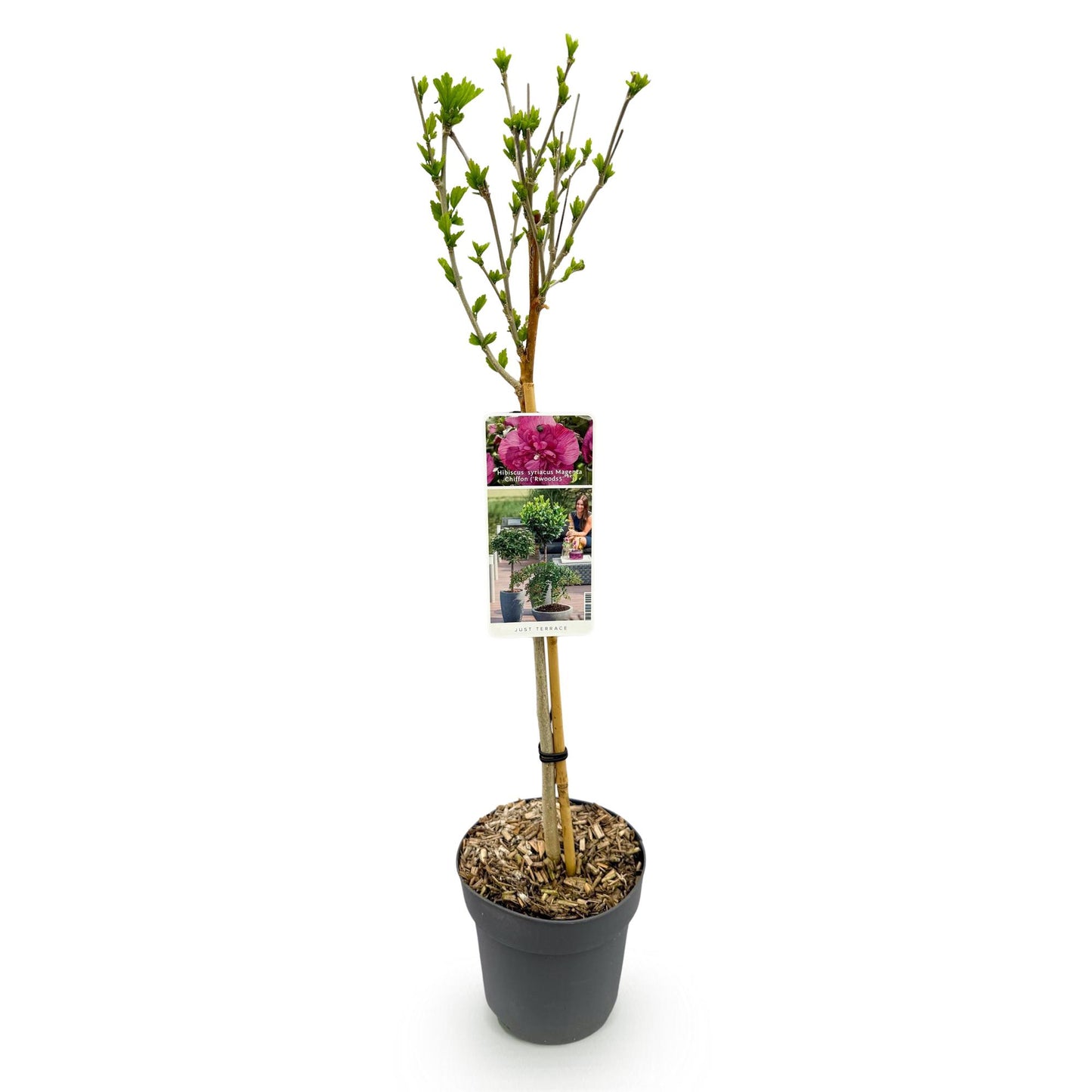 Hibiscus syriacus 'Magenta Chiffon®' – Stem plant – Deciduous terrace plant – Pot 19 cm – Height 90 cm