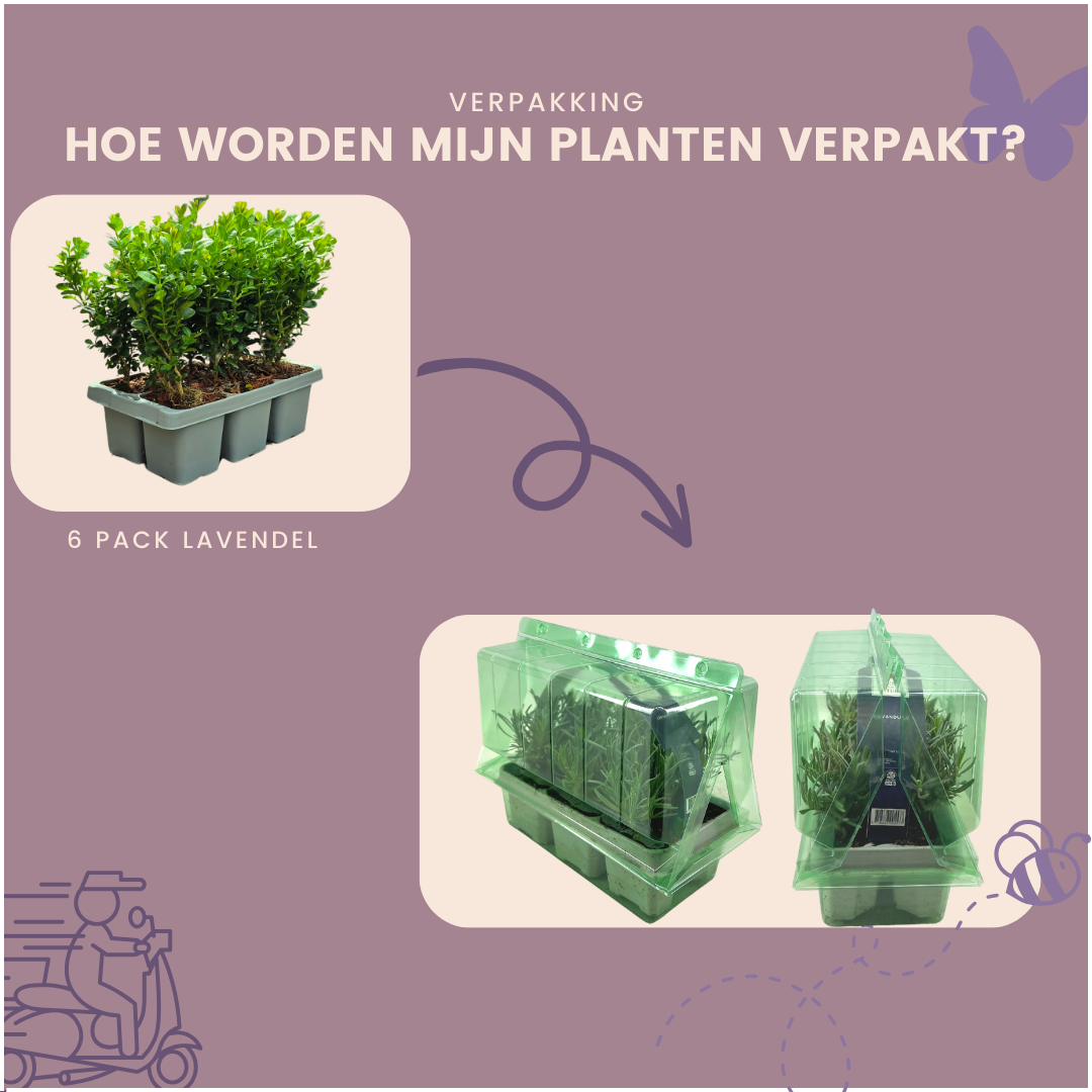 8 x 6-pack Buxus NewGen Freedom – Vinterhärdiga vintergröna buskar – 48 x Ø7 cm – Höjd ca 15 cm | Kompakt buxbom