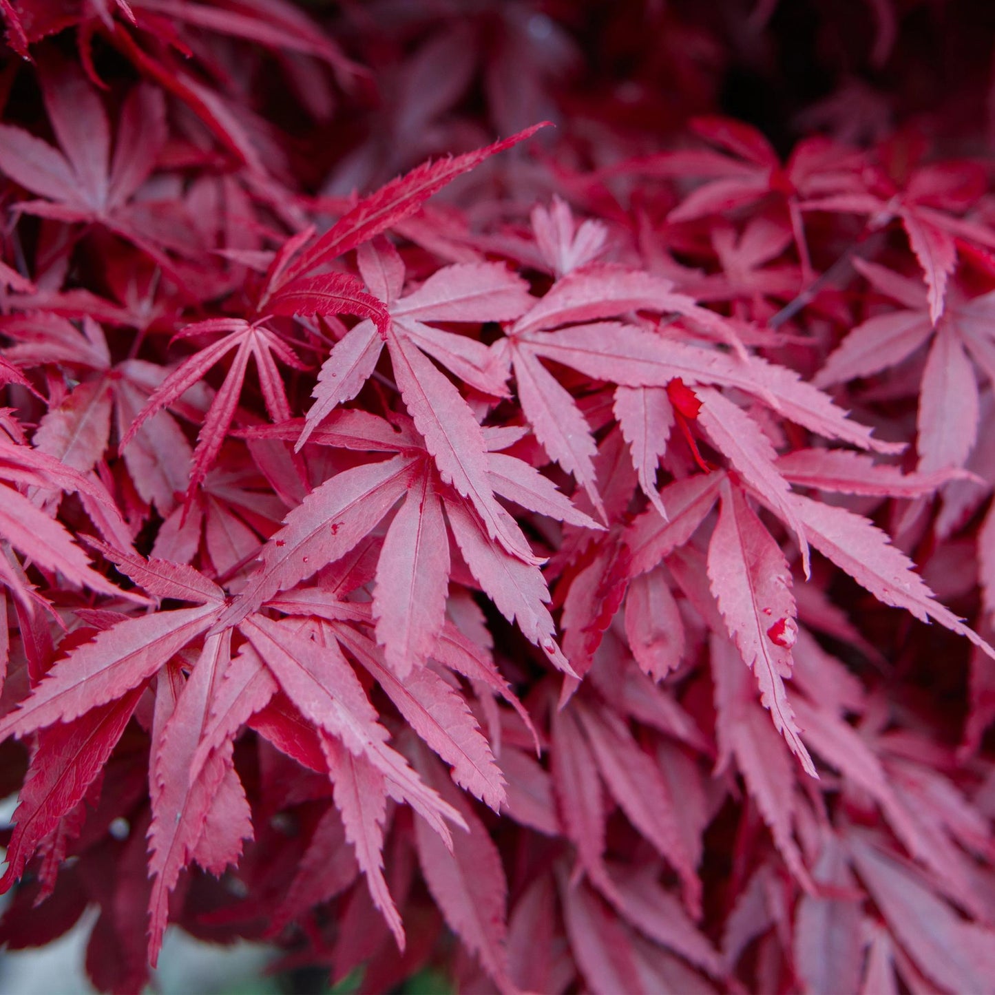 Terrasseplante – Japansk Løn 'Acer palmatum Skeeters Broom' – Lilla – 2 Planter – Løvfældende – Pot Ø19 cm – Højde 70 cm