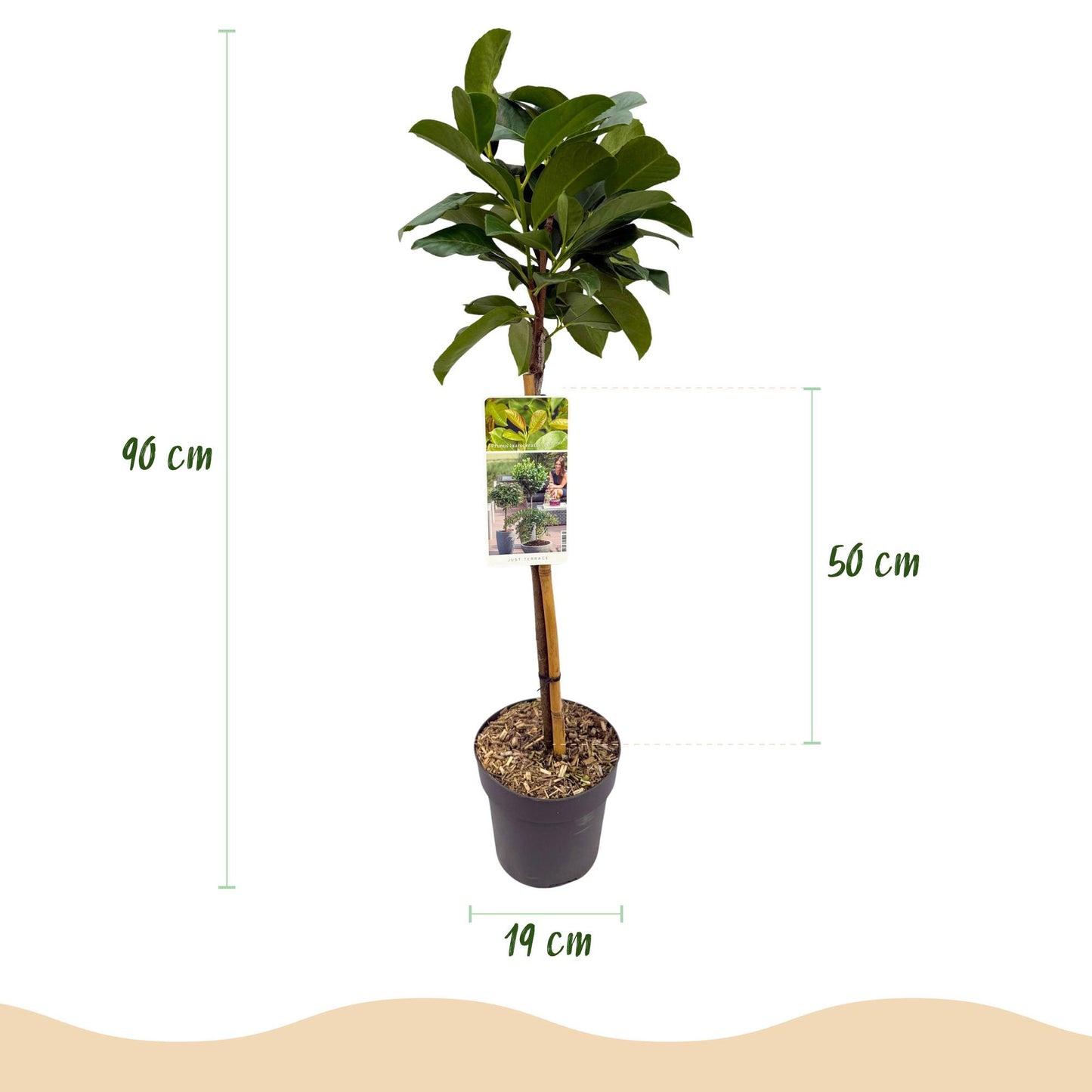 Trädgårdsväxt – Prunus laurocerasus Etna® – Stjälkväxt – Uteplatsväxt – Vintergrön – Lättskött – Kruka Ø19 cm Höjd 90 cm