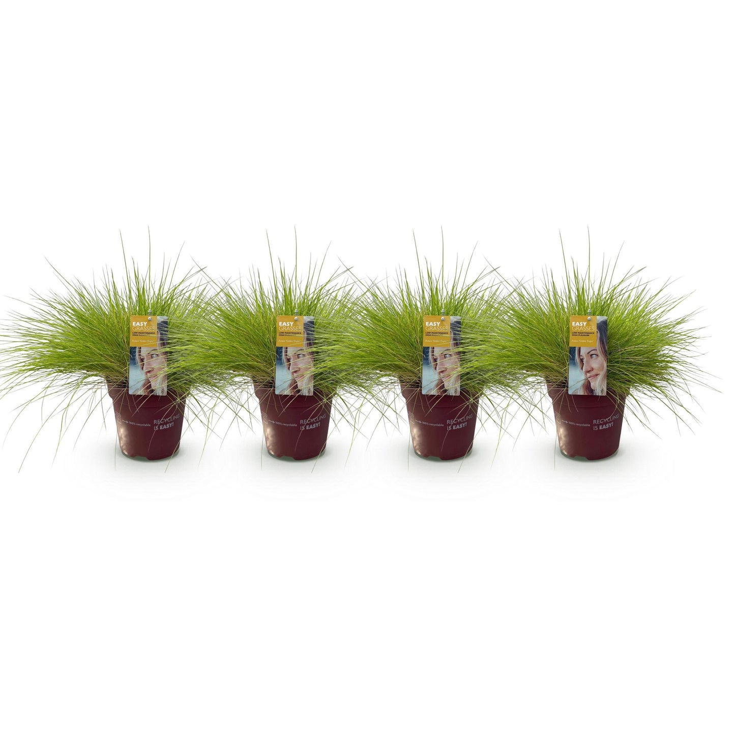 Sivgræs - Festuca glauca Golden Toupee - Gul - 4 Planter - Bladholdende - Let Vedligeholdelse - Potte 17cm Højde 50cm