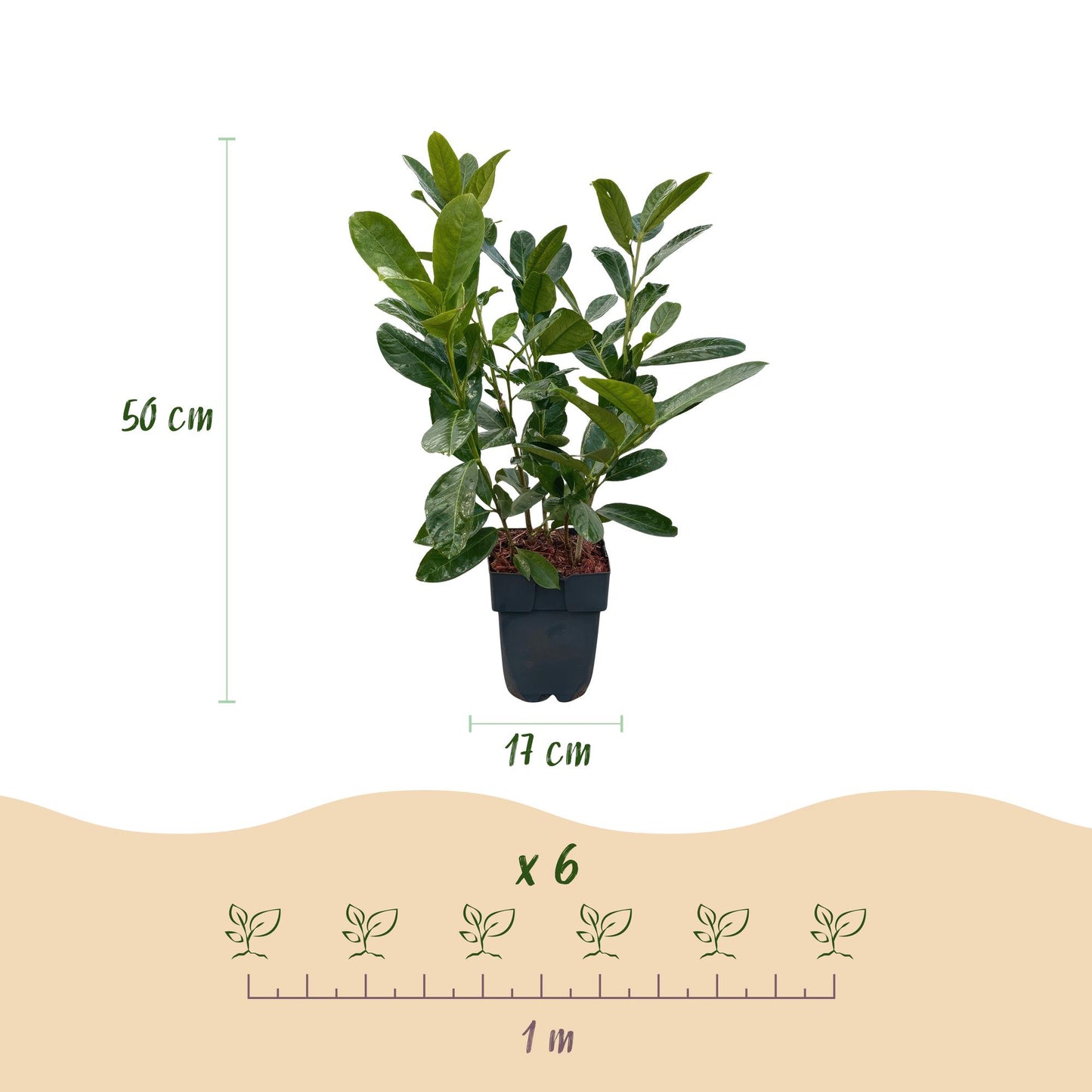 Prunus laurocerasus 'Rotundifolia' – 6 stk. stedsegrønne hækplanter – Dækker 1 meter – Højde 50 cm – Pot Ø17 cm
