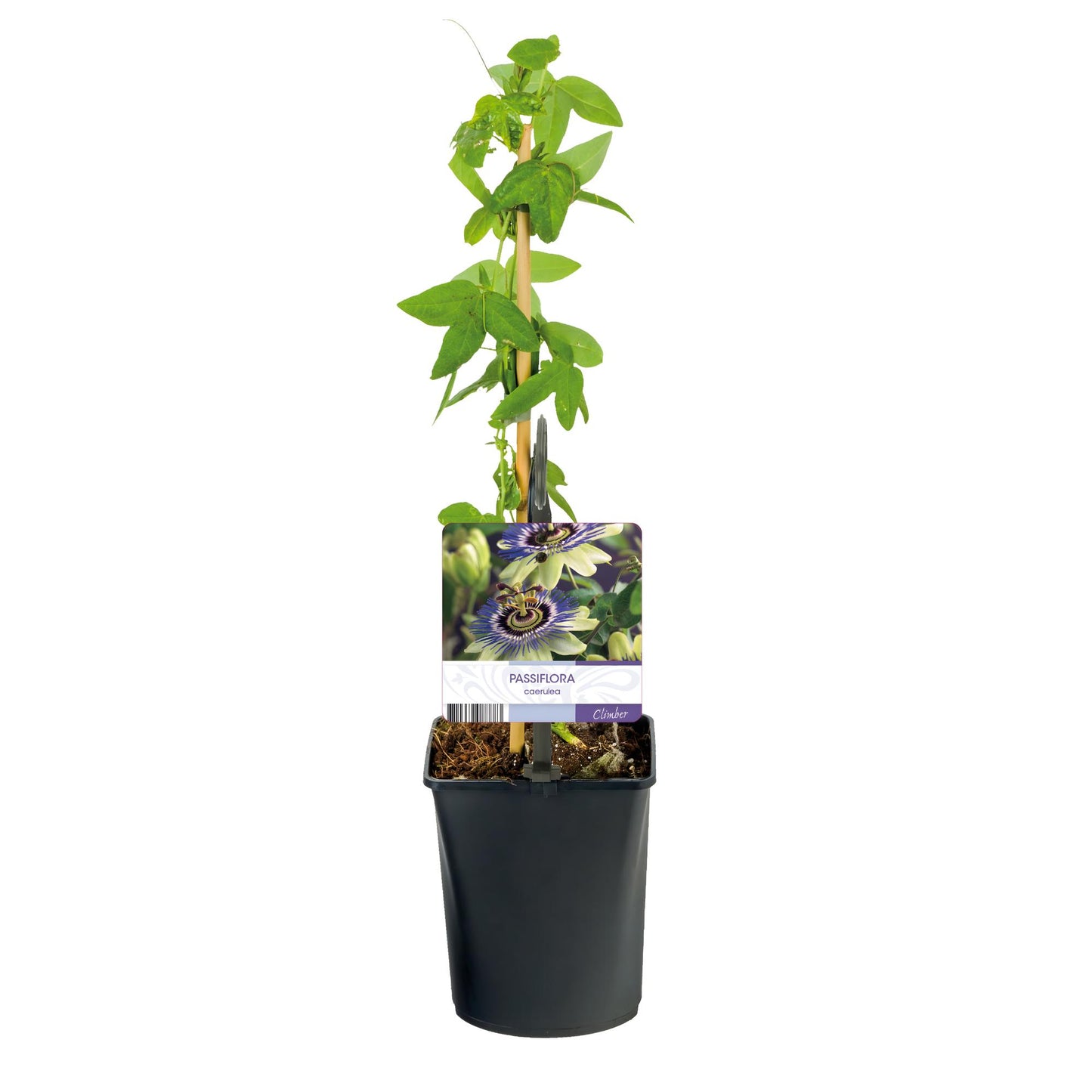 Passion Flower - Passiflora caerulea - Flower Blue with Green White - Low maintenance - 2 plants - Pot 11 cm Height 40 cm