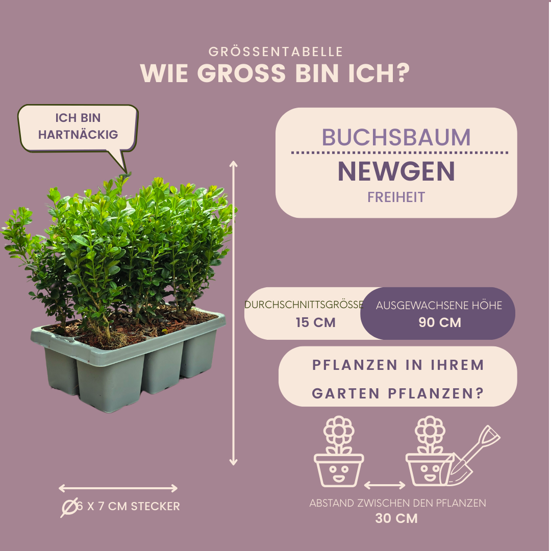 8 x 6-pack Buxus NewGen Freedom – Vinterhärdiga vintergröna buskar – 48 x Ø7 cm – Höjd ca 15 cm | Kompakt buxbom