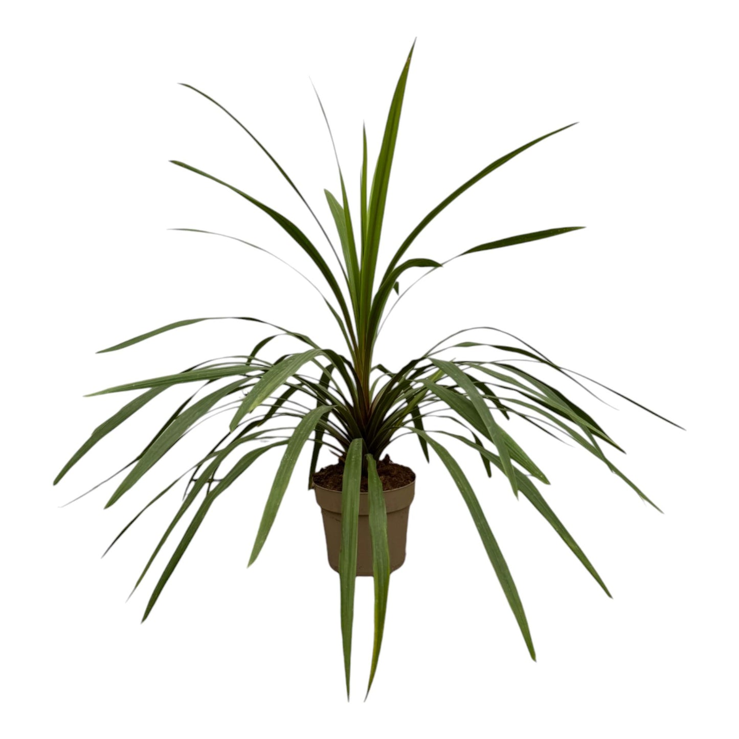 Cordyline Peko - 90 cm - Ø24 cm