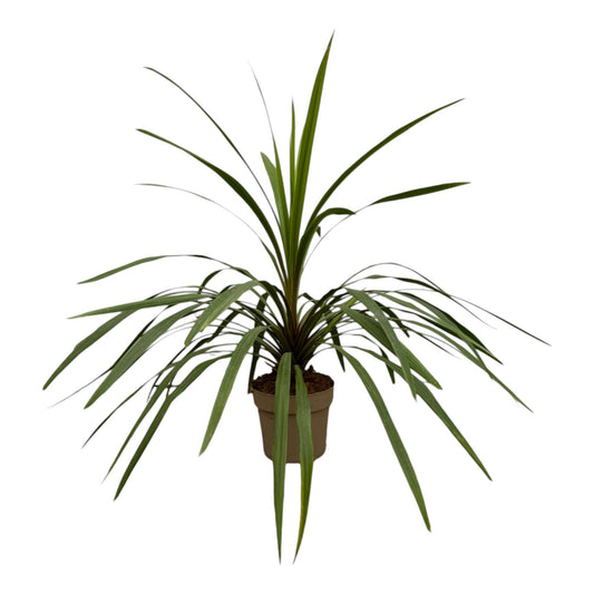 Cordyline Peko - 90 cm - Ø24 cm