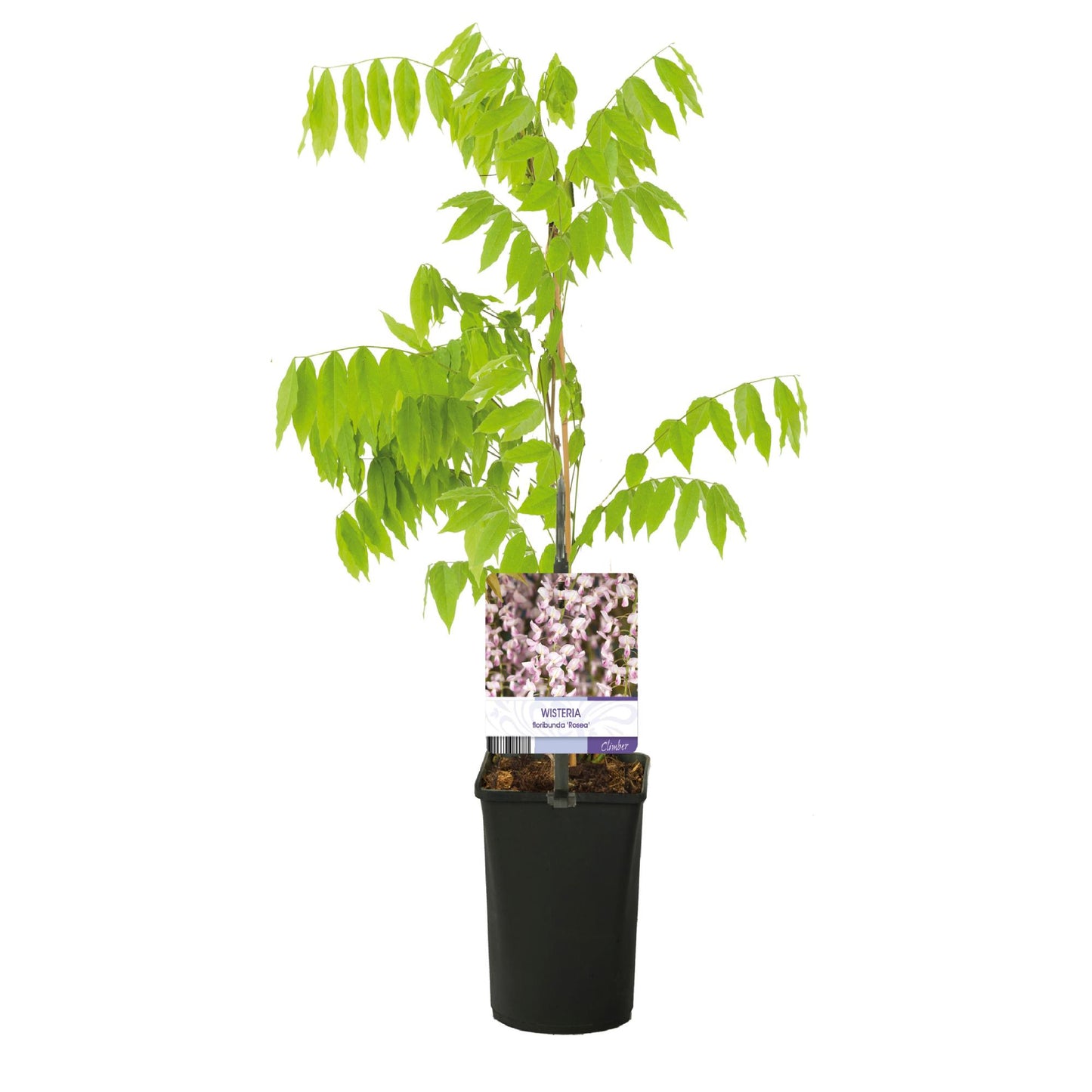 Green boutiQ - Blåregn - Wisteria floribunda Rosea - Rosa blomma - 1 planta - Kruka 11 cm höjd 40 cm