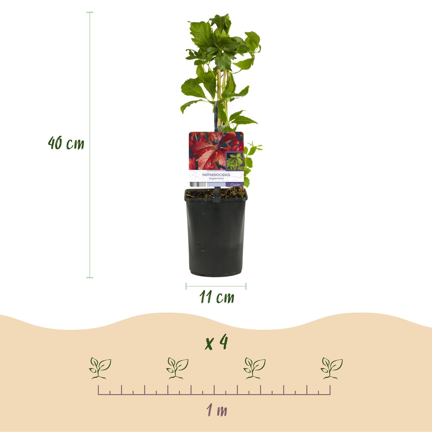 Wild Vine - Parthenocissus Engelmannii - Foliage green later red - Low maintenance - 2 plants - Pot 11cm Height 40cm
