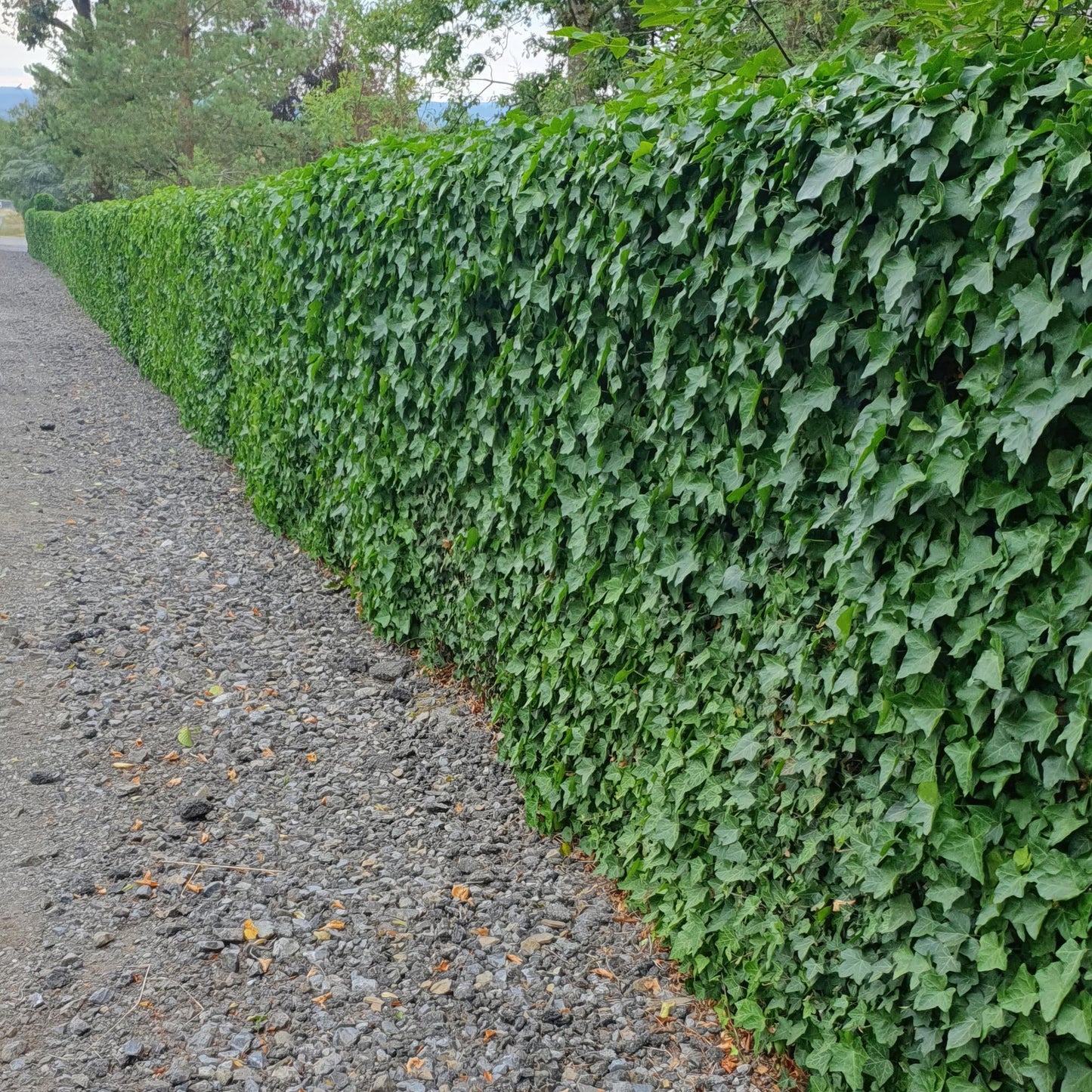 Hedera Hibernica 40x - ↕10-25cm - Ø9cm