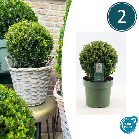 2x Ilex crenata 'Jenny' pære | sæt med 2 stykker | 20 cm Ø